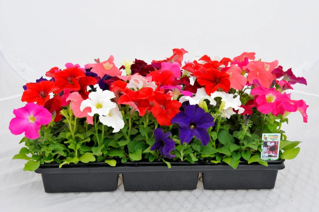 petunia-mix.jpg