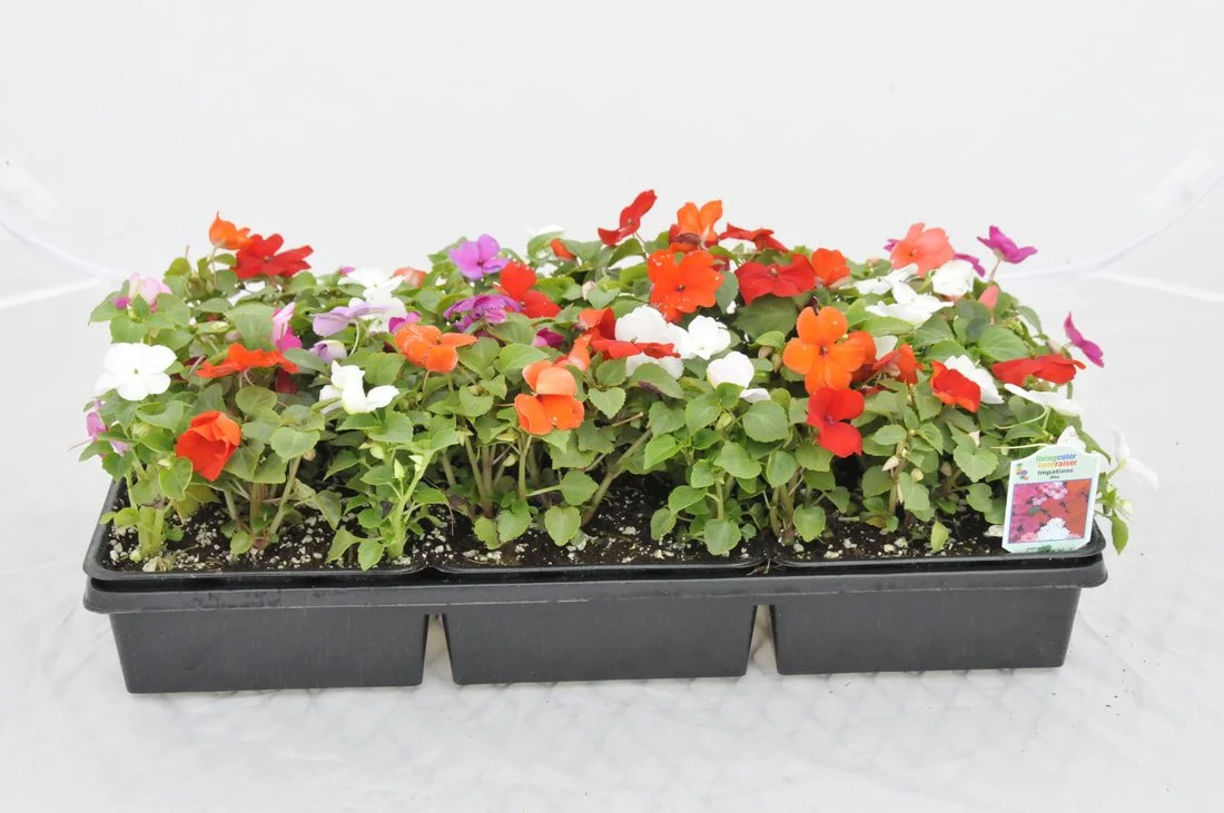 impatiens-mix.jpg