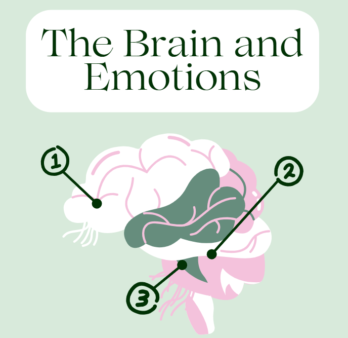 Brain and Emotions Snippet.png