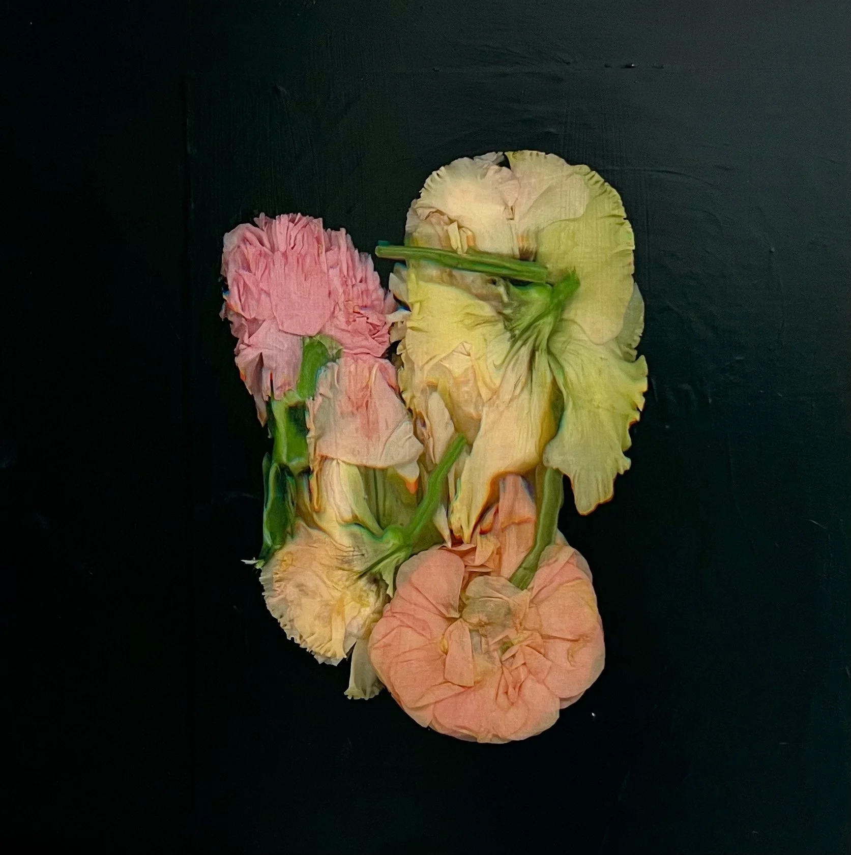 Petals and Pods - acrylic and photography printed on gessoed wood, 20x20" 