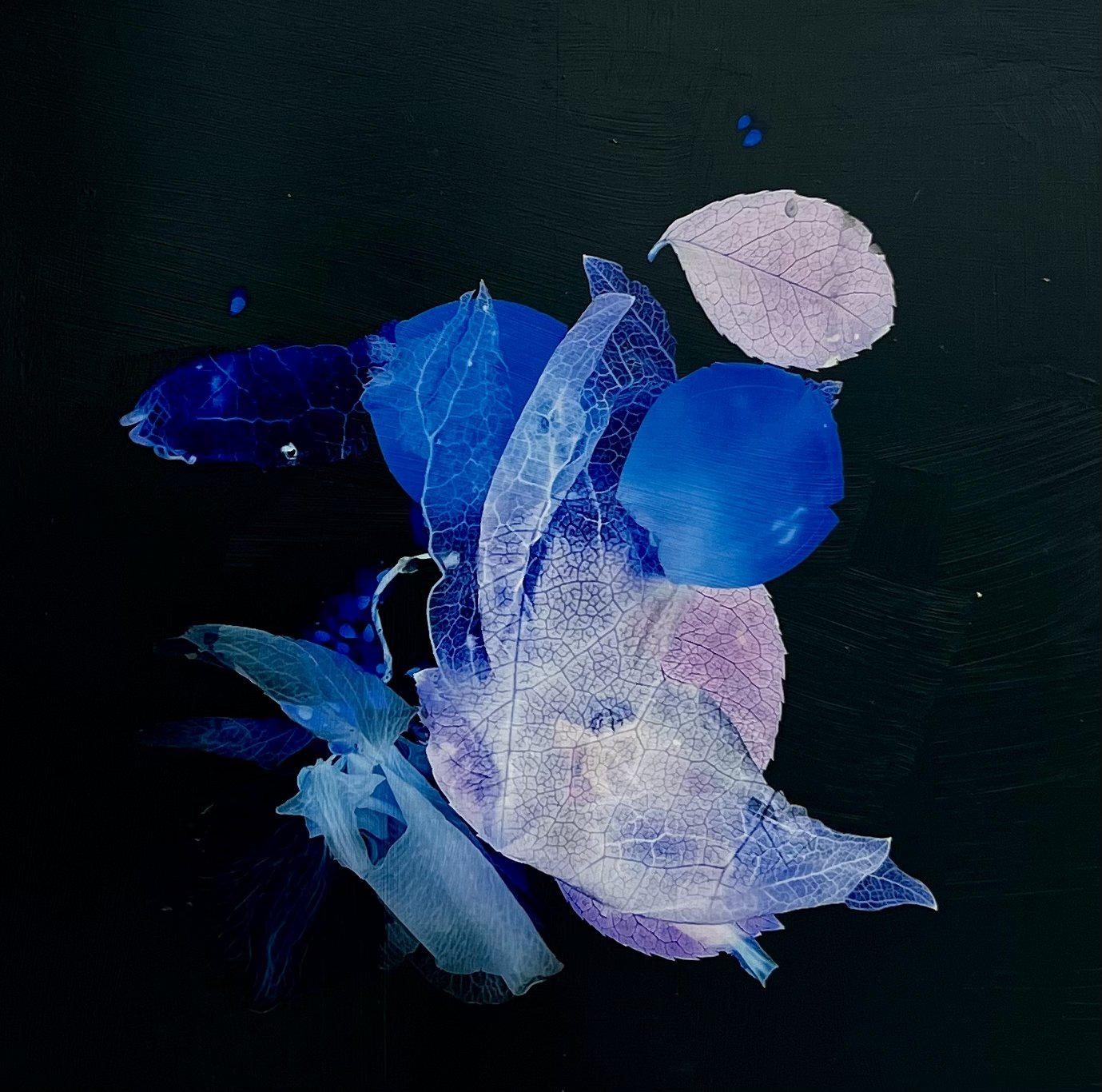 Petals and Pods - acrylic and photography printed on gessoed wood, 20x20" 