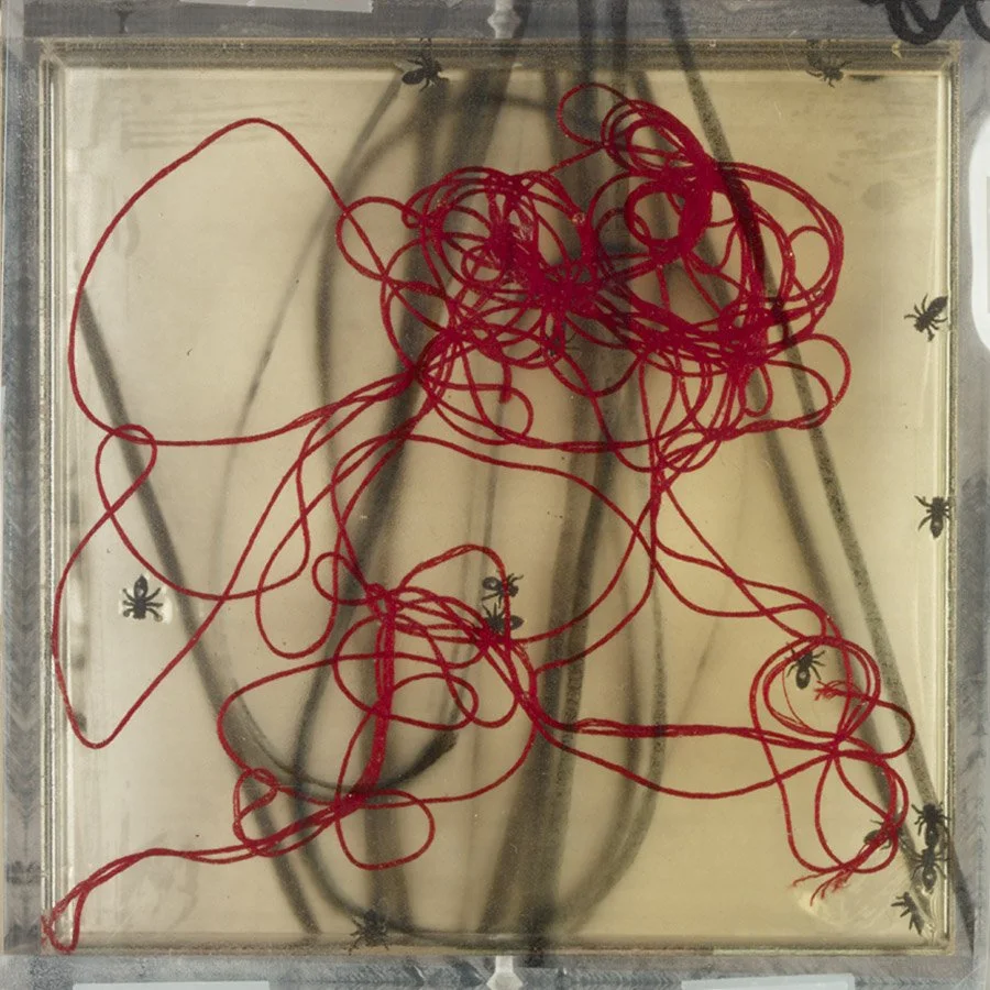 Red_String_and_Bugs.jpg