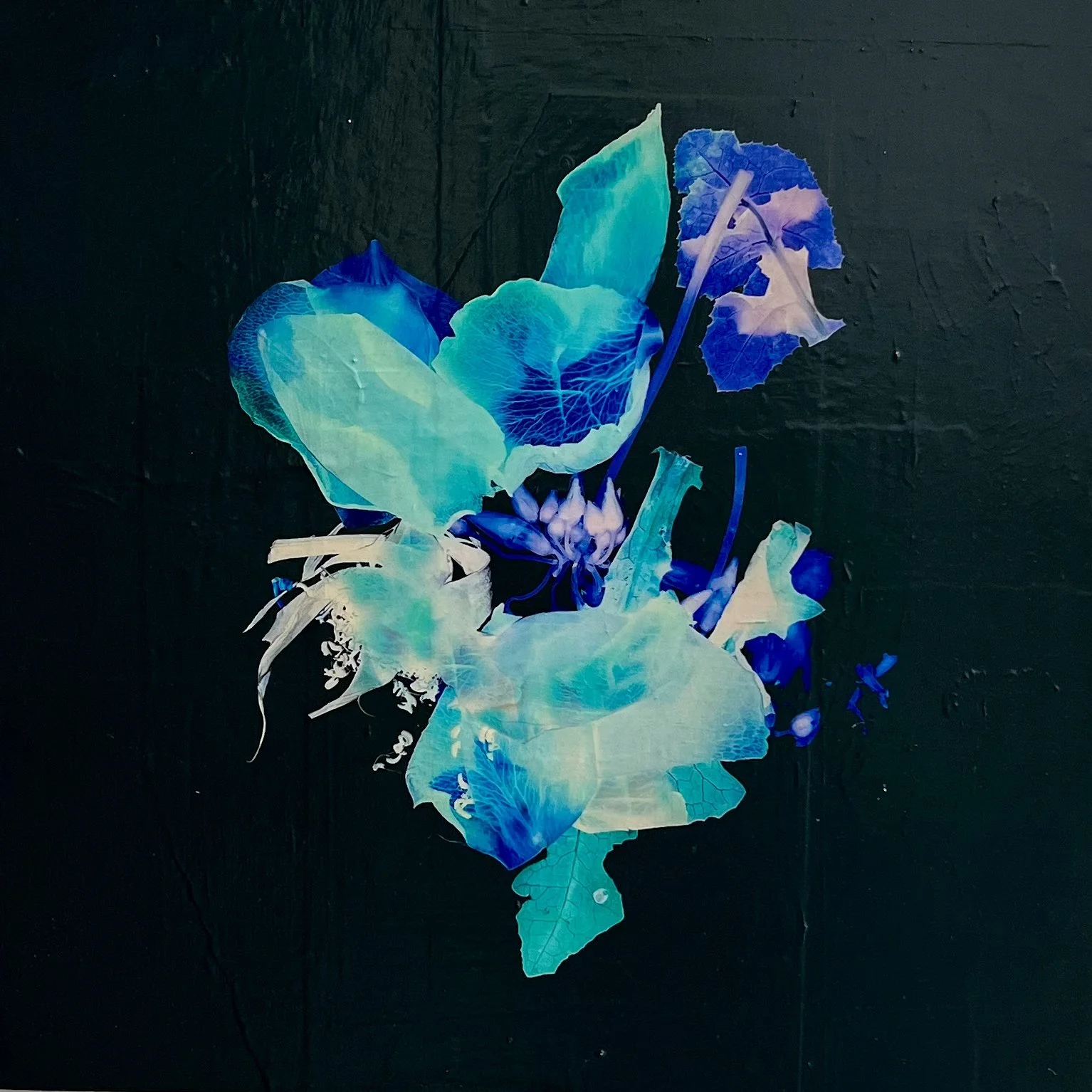 Petals and Pods - acrylic and photography printed on gessoed wood, 20x20" 