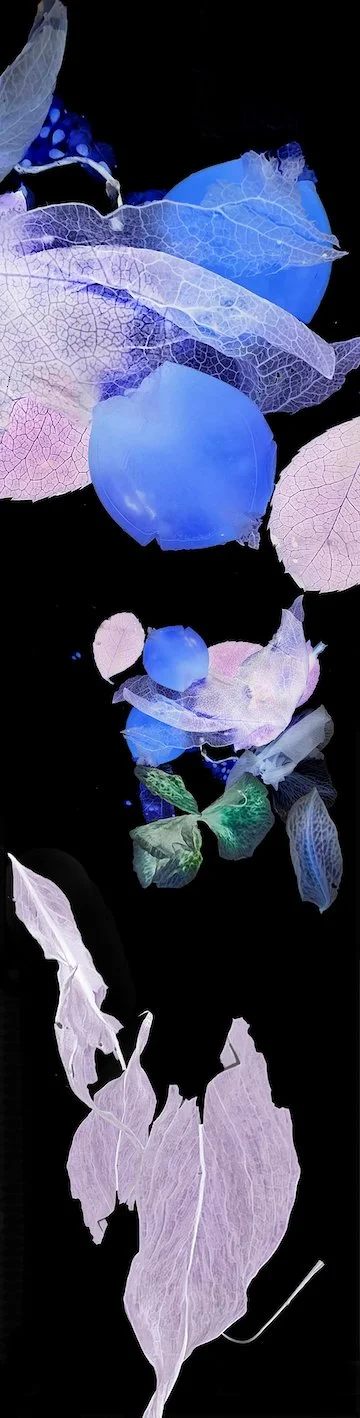 Petals and Pods - photography printed on gessoed wood 48x12"