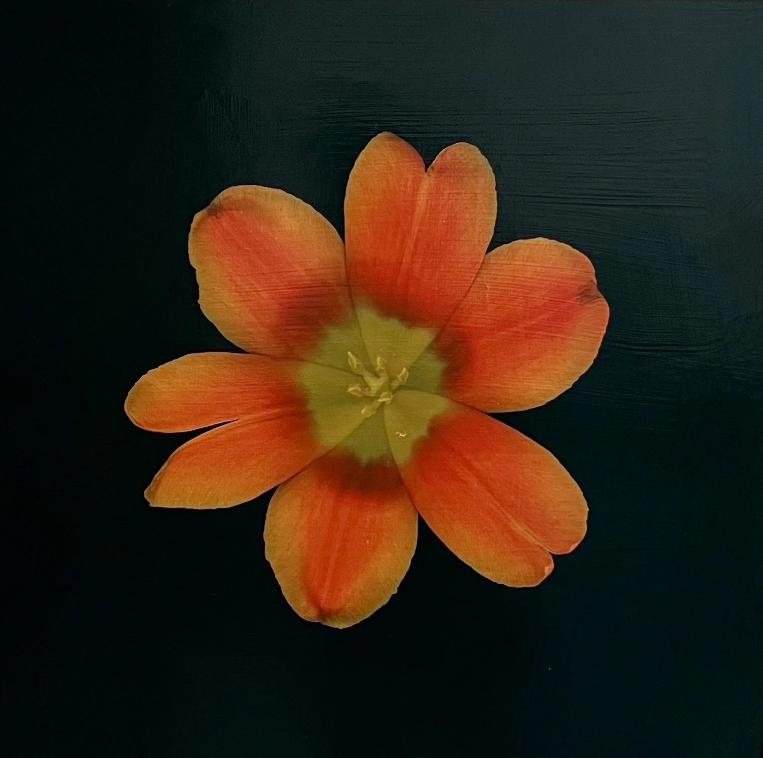 Petals and Pods - acrylic and photography printed on gessoed wood, 20x20" 