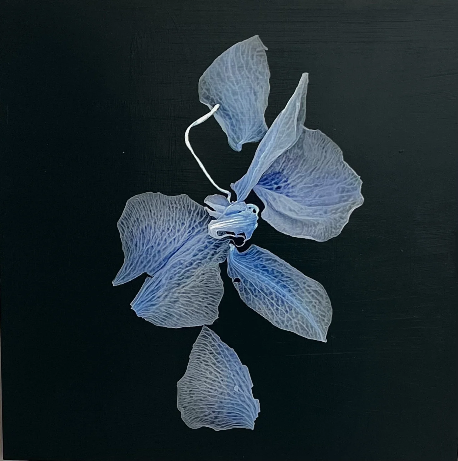 Petals and Pods - acrylic and photography printed on gessoed wood, 20x20" 