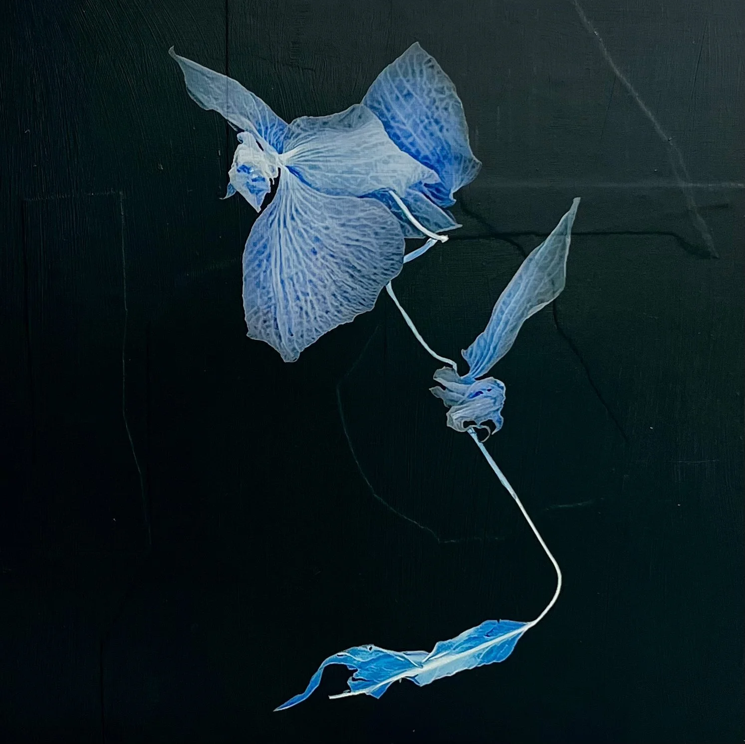 Petals and Pods - acrylic and photography printed on gessoed wood, 20x20" 