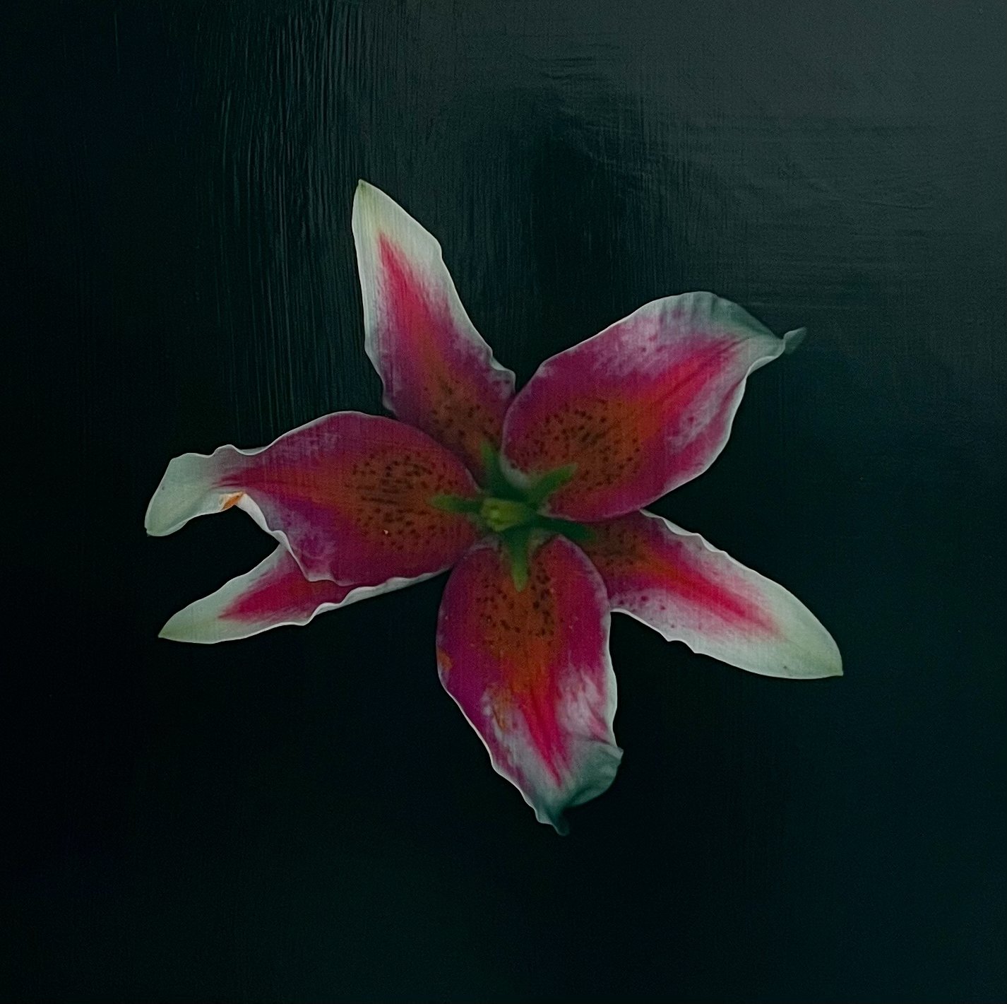 Petals and Pods - acrylic and photography printed on gessoed wood, 20x20" 