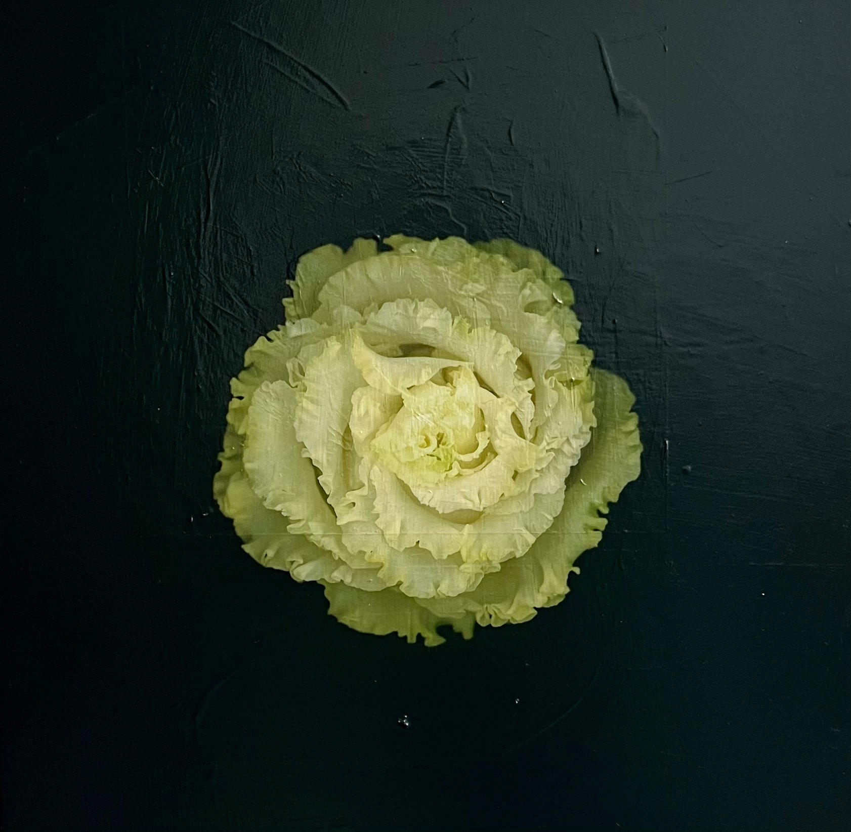 Petals and Pods - acrylic and photography printed on gessoed wood, 20x20" 