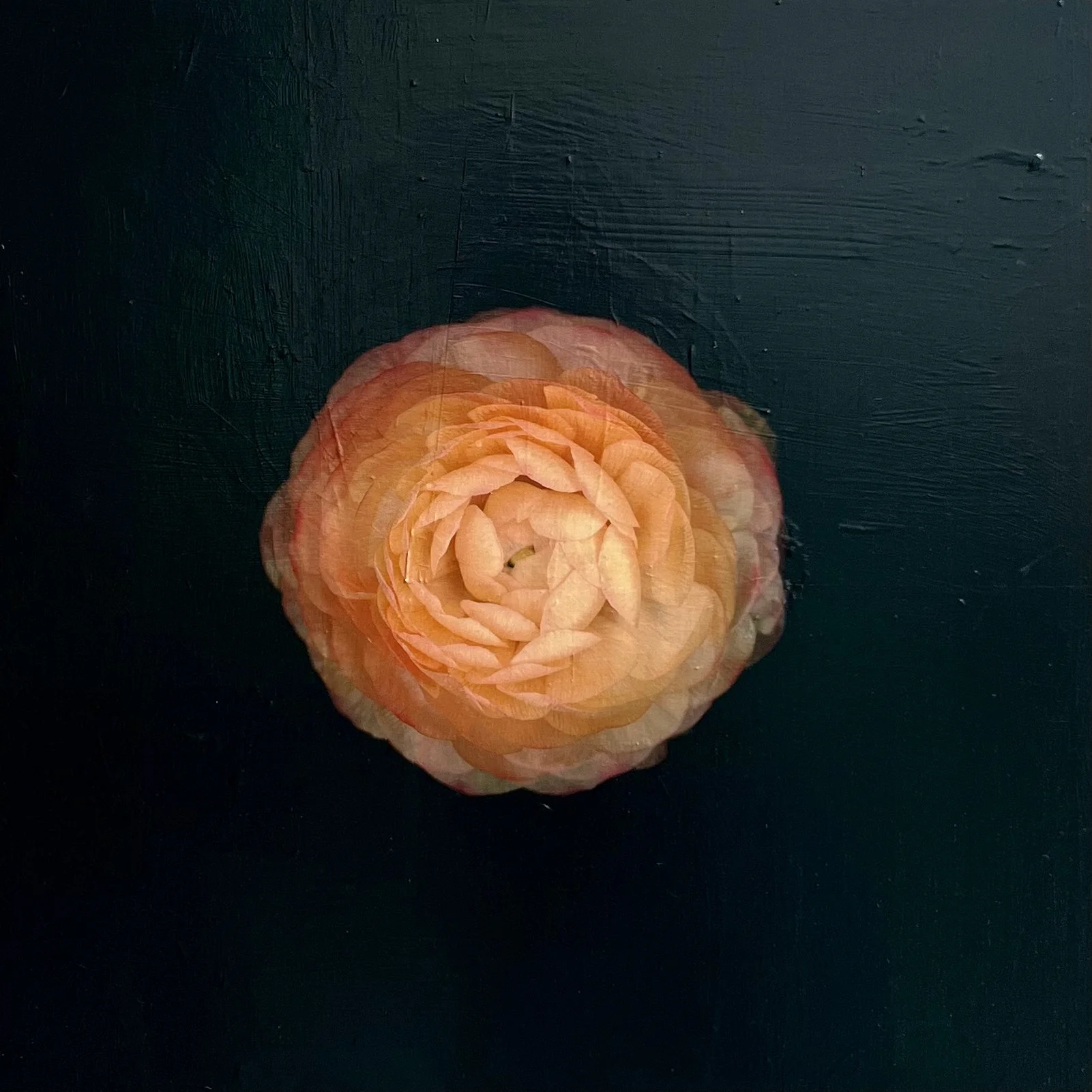 Petals and Pods - acrylic and photography printed on gessoed wood, 20x20" 