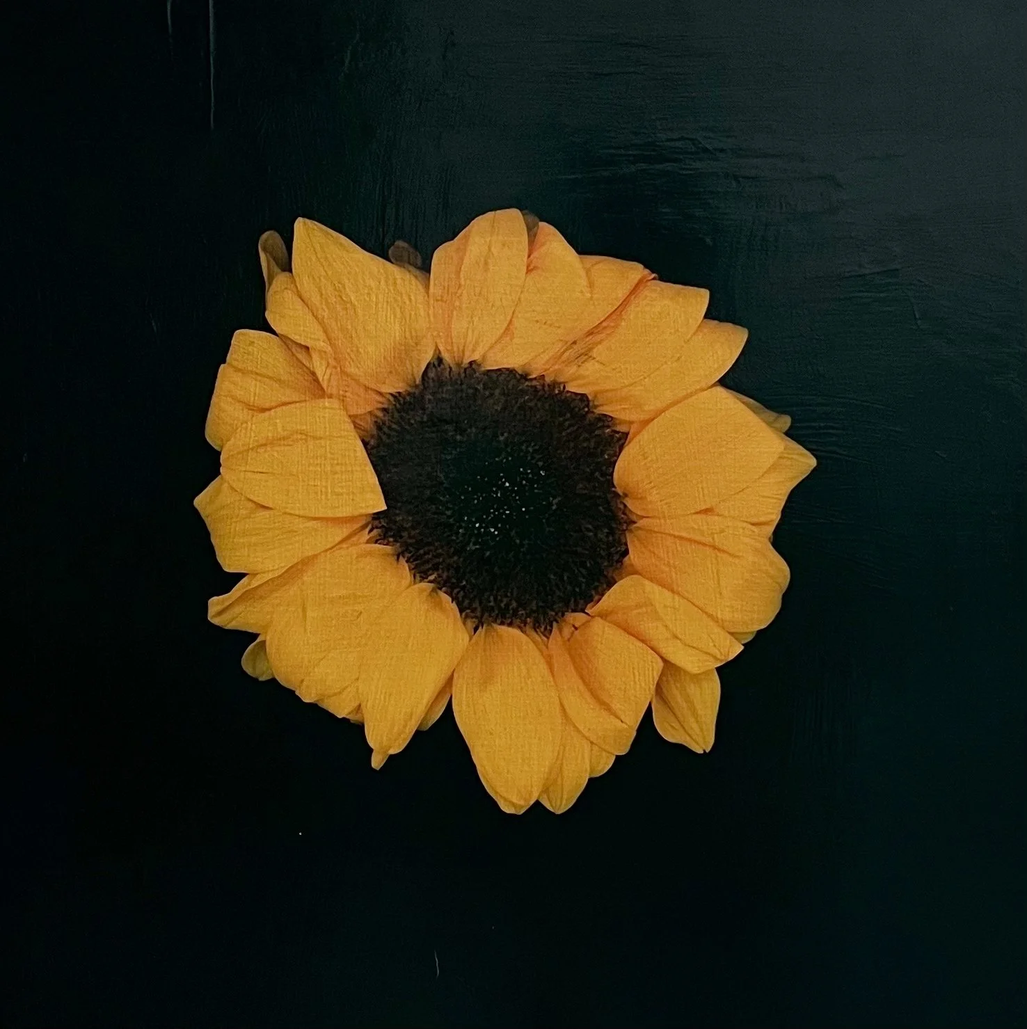 Petals and Pods - acrylic and photography printed on gessoed wood, 20x20" 