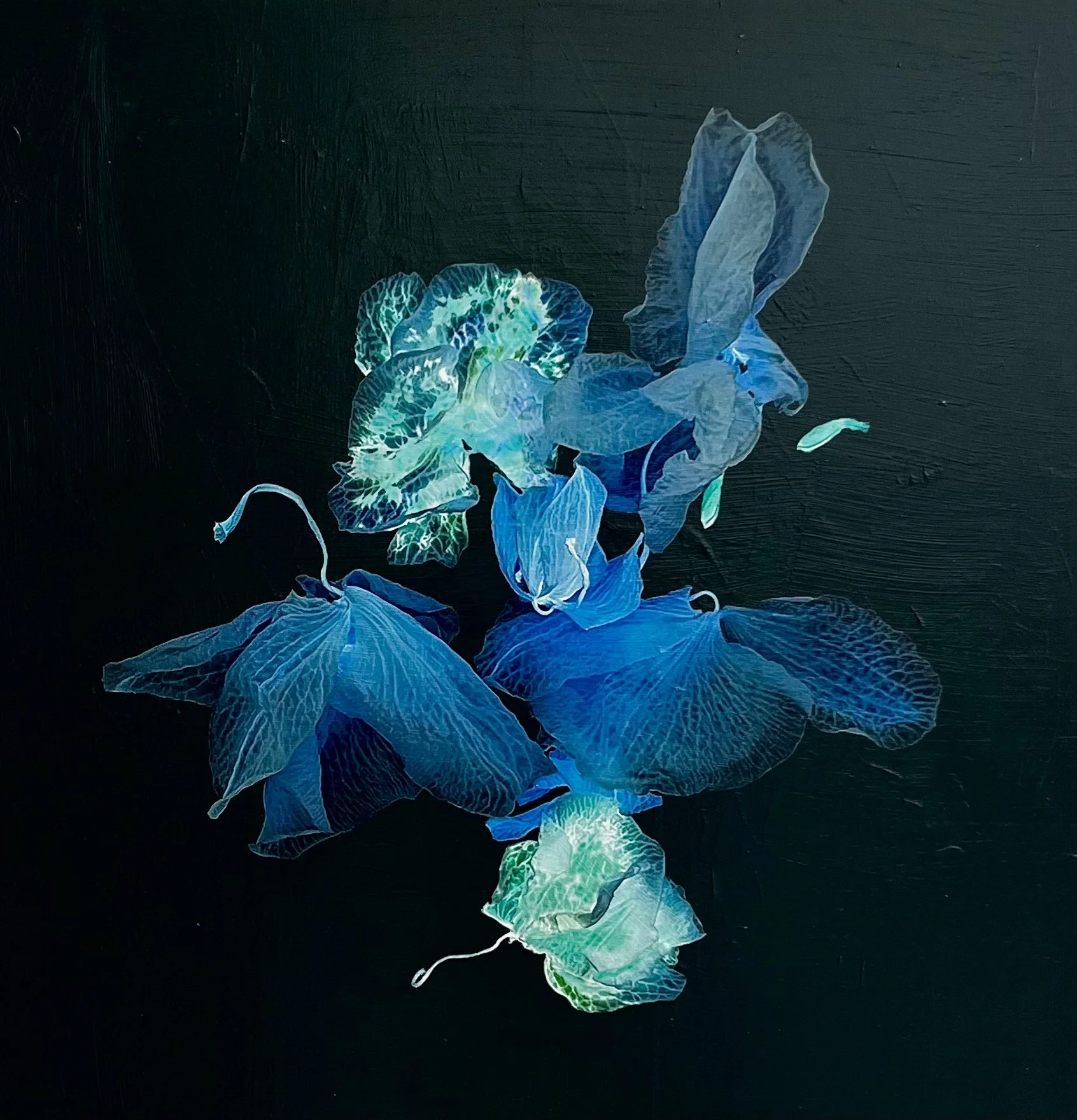 Petals and Pods - acrylic and photography printed on gessoed wood, 20x20" 