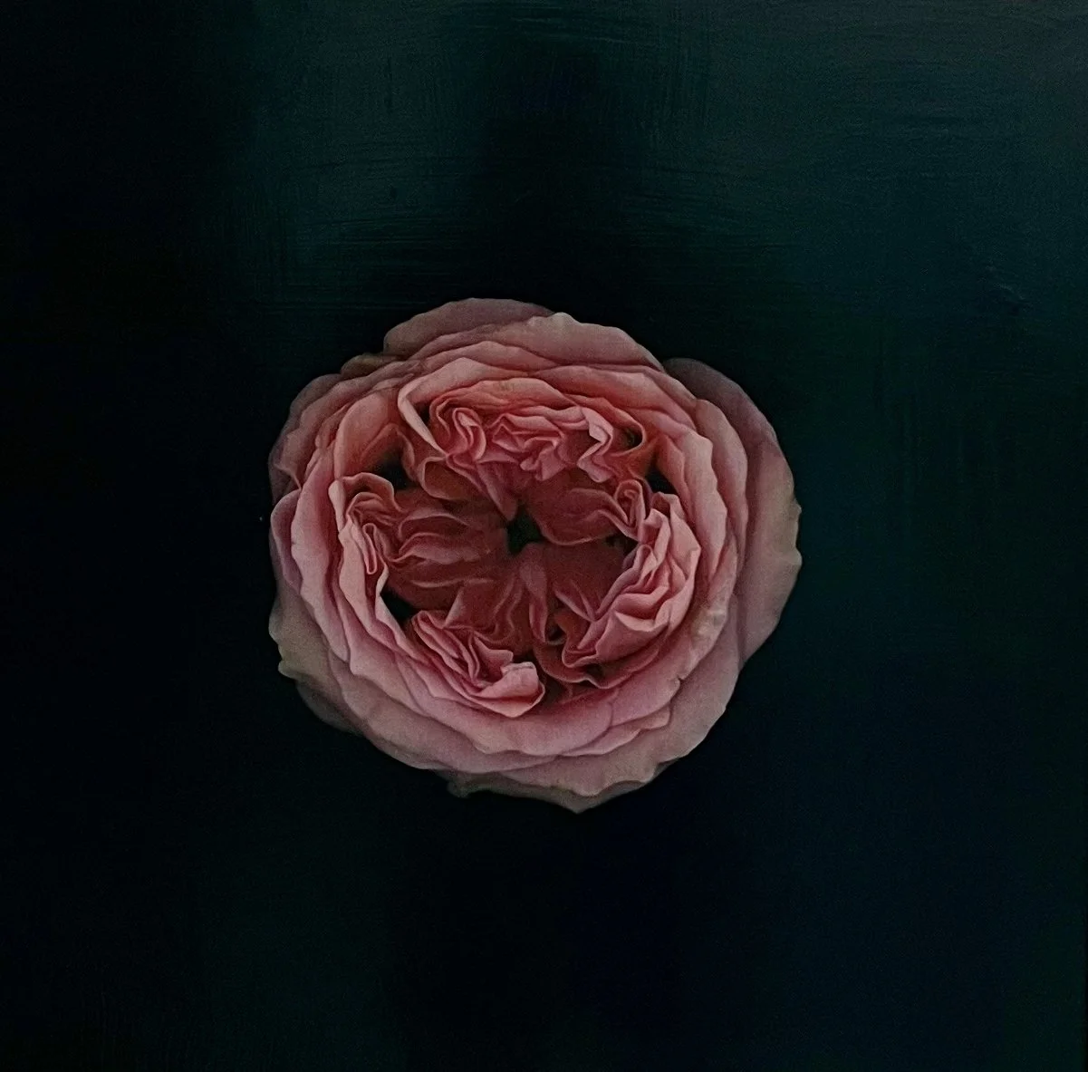 Petals and Pods - acrylic and photography printed on gessoed wood, 20x20" 