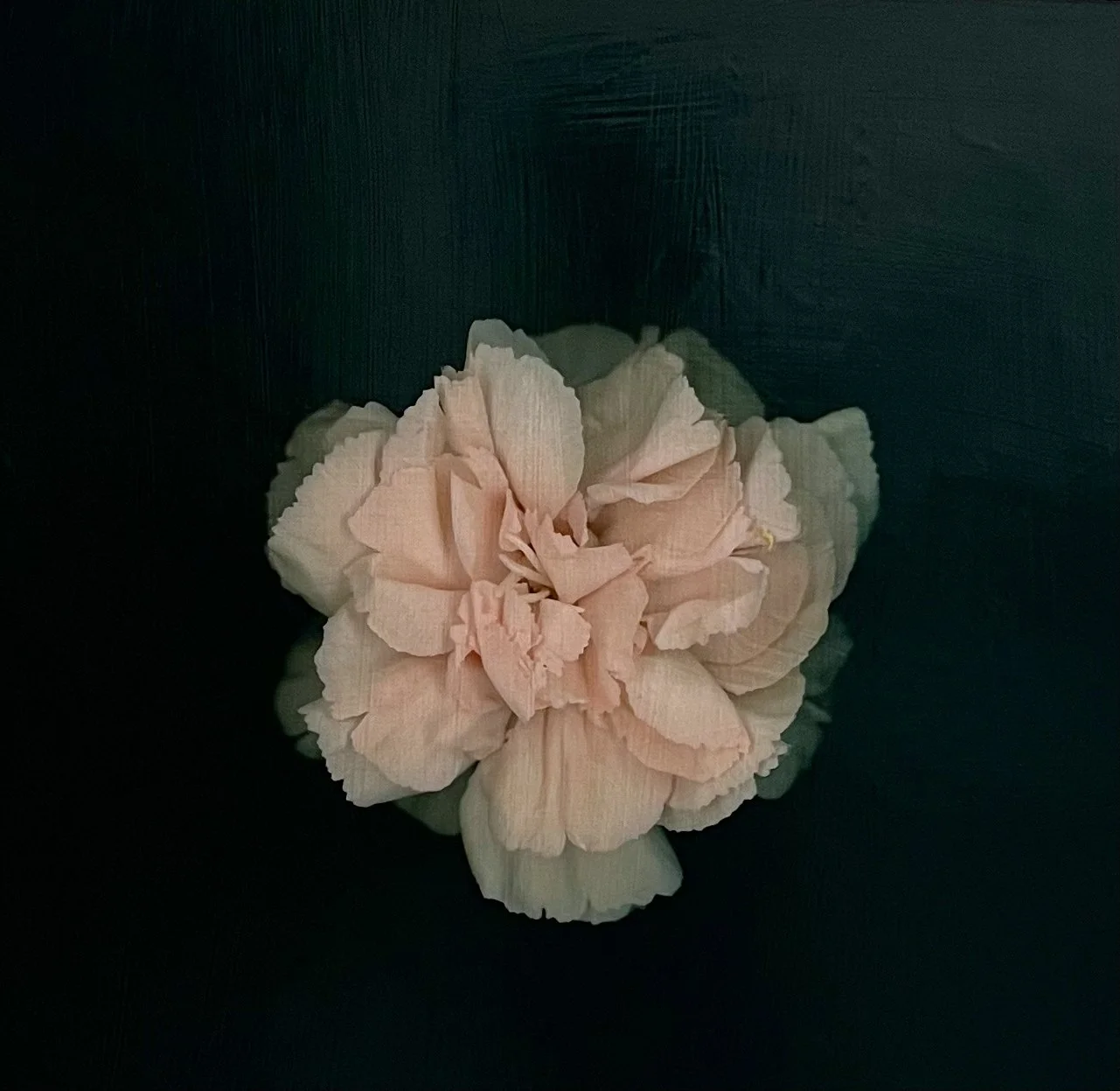 Petals and Pods - acrylic and photography printed on gessoed wood, 20x20" 