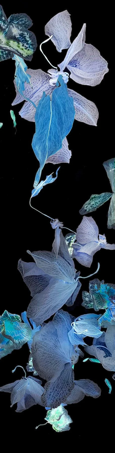 Petals and Pods - photography printed on gessoed wood 48x12"