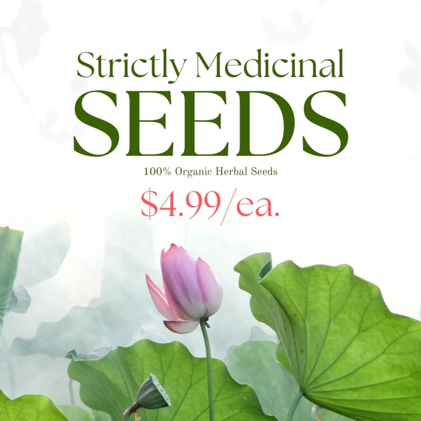 With spring right around the corner, we are excited to introduce our newest addition to the store... SEEDS! Yes, we thought to expand on the herbs section by adding 100% organic seeds to the lineup for those who would love to start growing their own