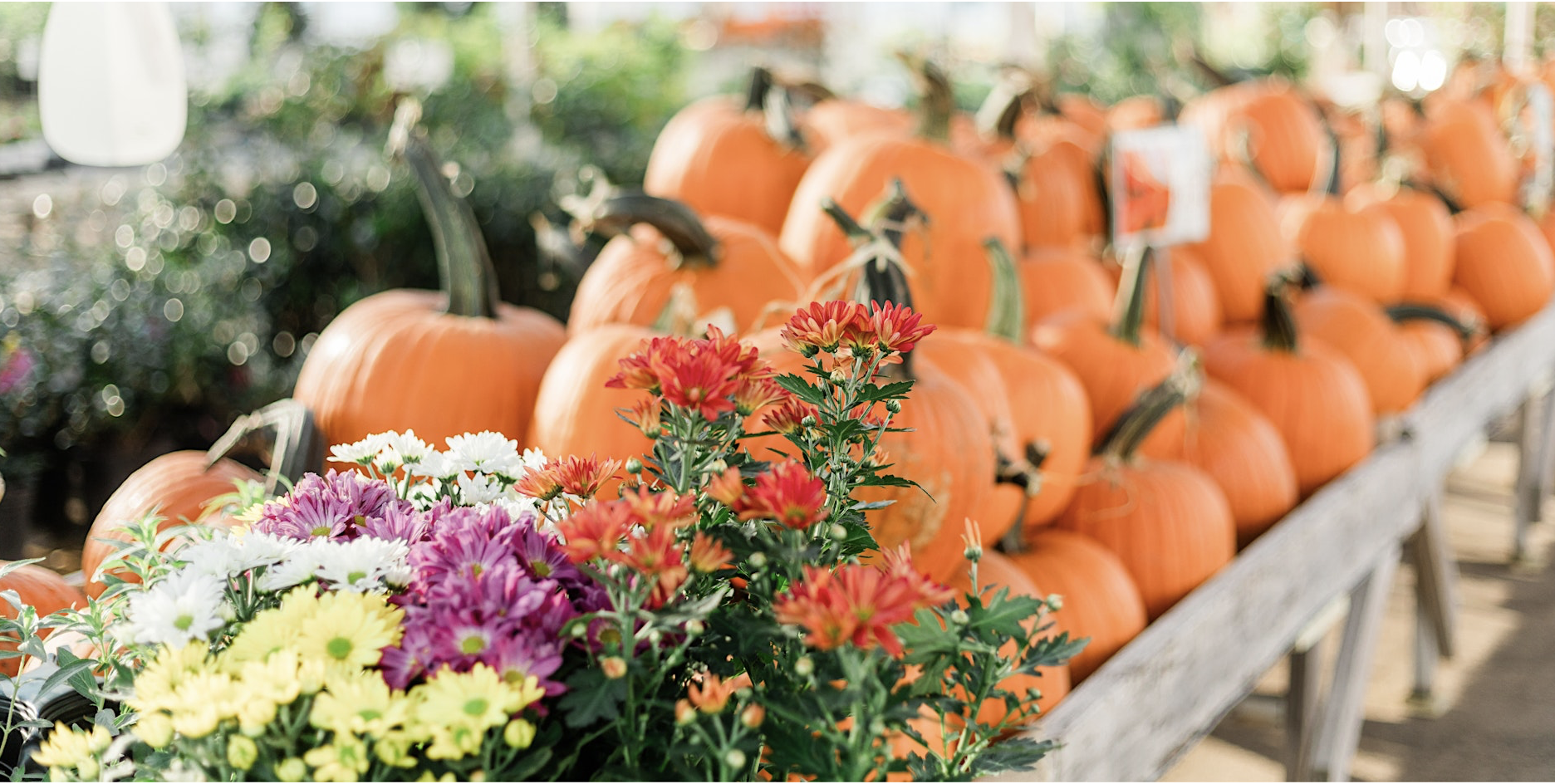 North Haven Gardens Fall Festival 2026