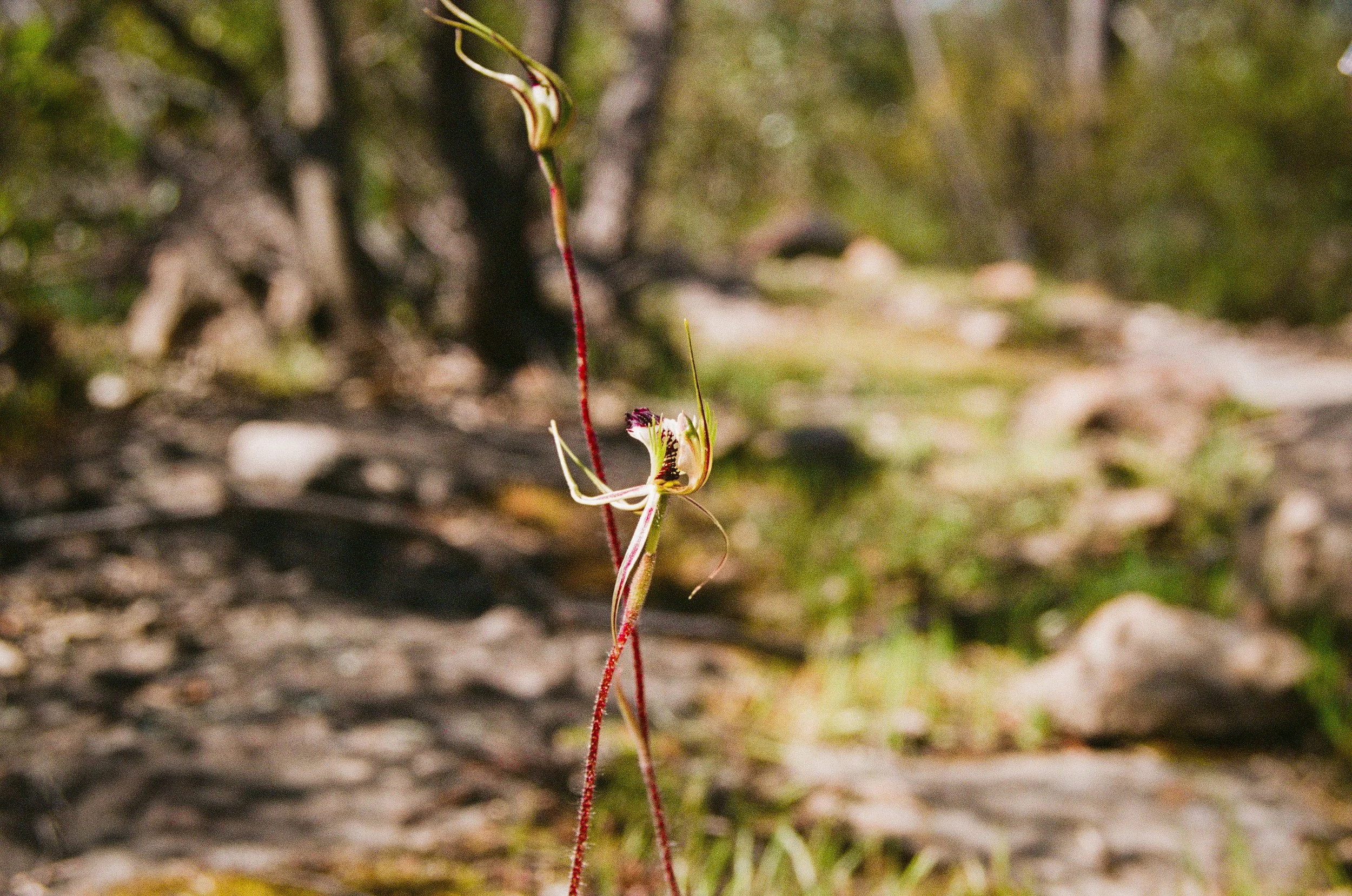 Spider Orchids - March 2021