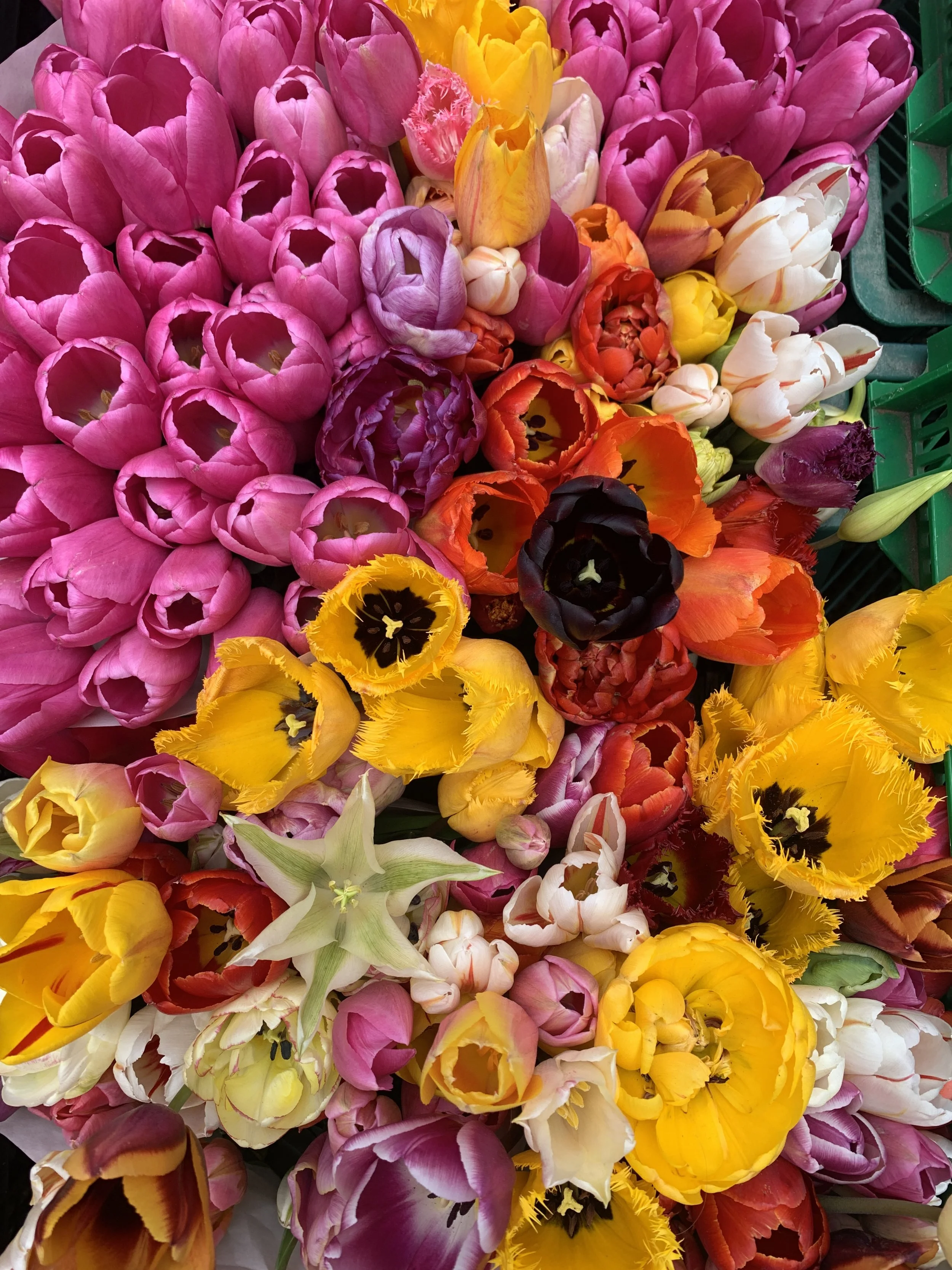 Immersive Art &amp; Floral Worlds