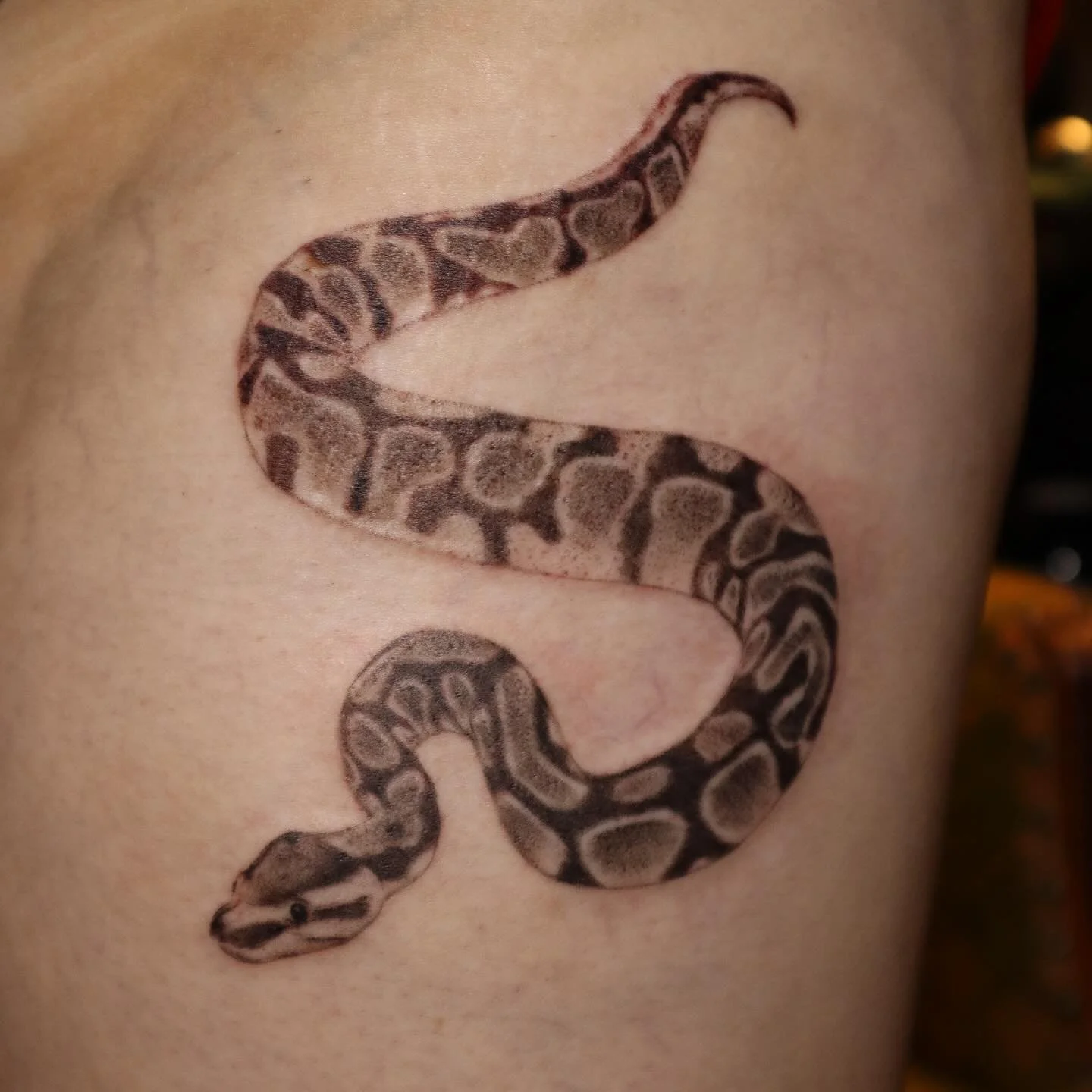 Custom ball python for Hannah 🐍