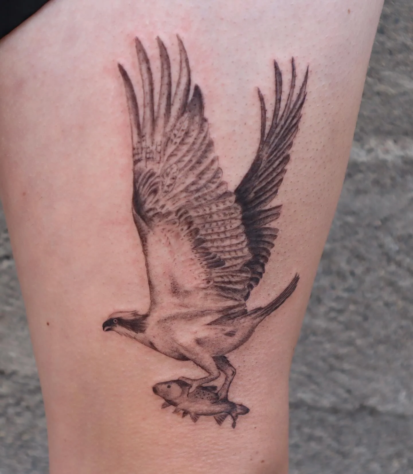 Osprey for Rebekah 🪶