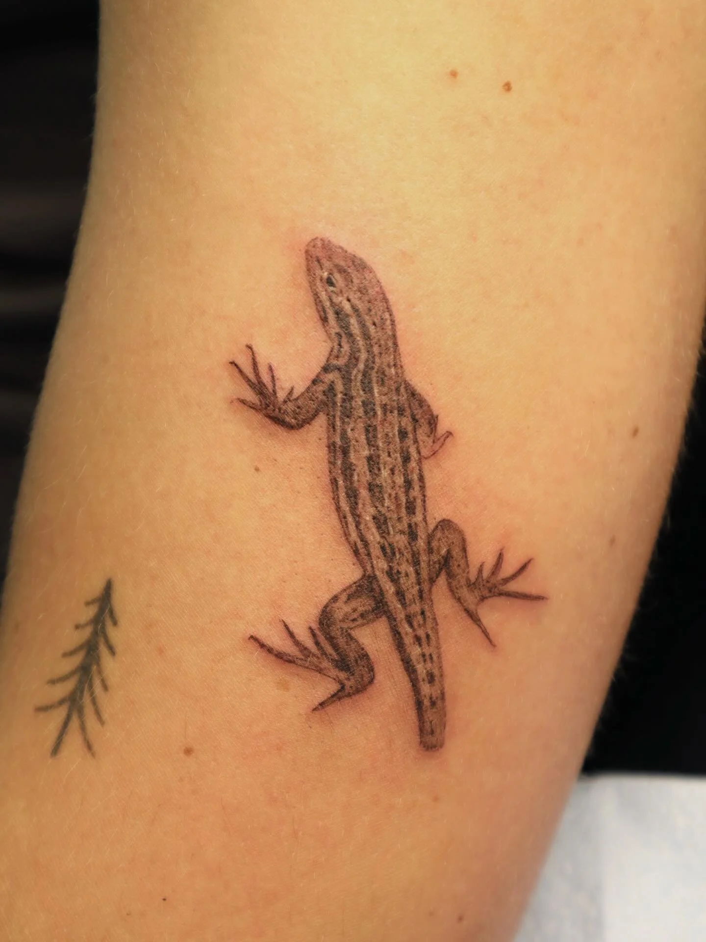 Sagebrush lizard for Jake. I loved making this tattoo! Many lizards can voluntarily drop their tails as a defense mechanism from predators. Their detached tail wriggles around, creating a distraction. Many species (including sagebrush lizards) can re