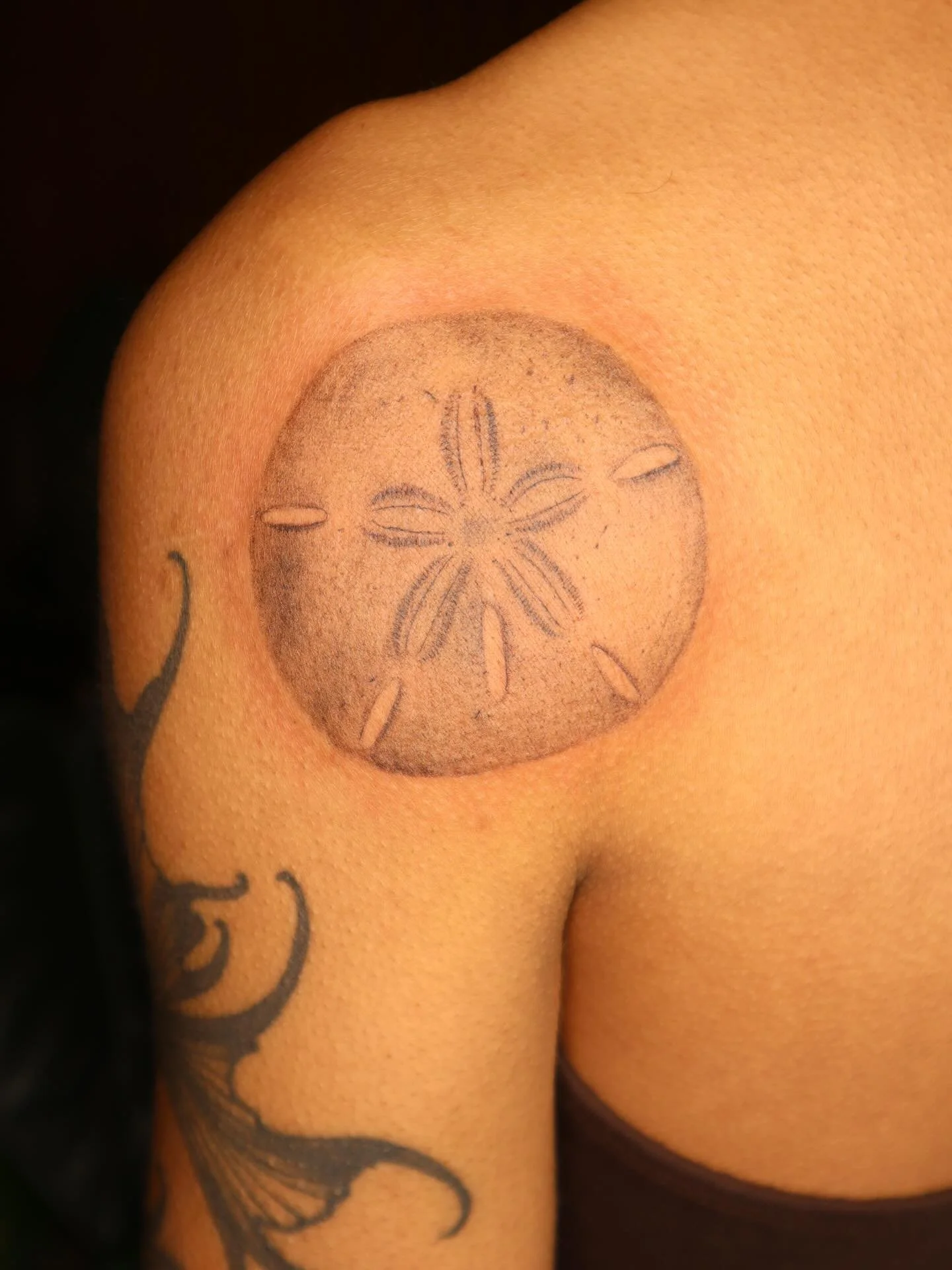 Keyhole urchin skeleton (sand dollar) for Carolyn 🌊