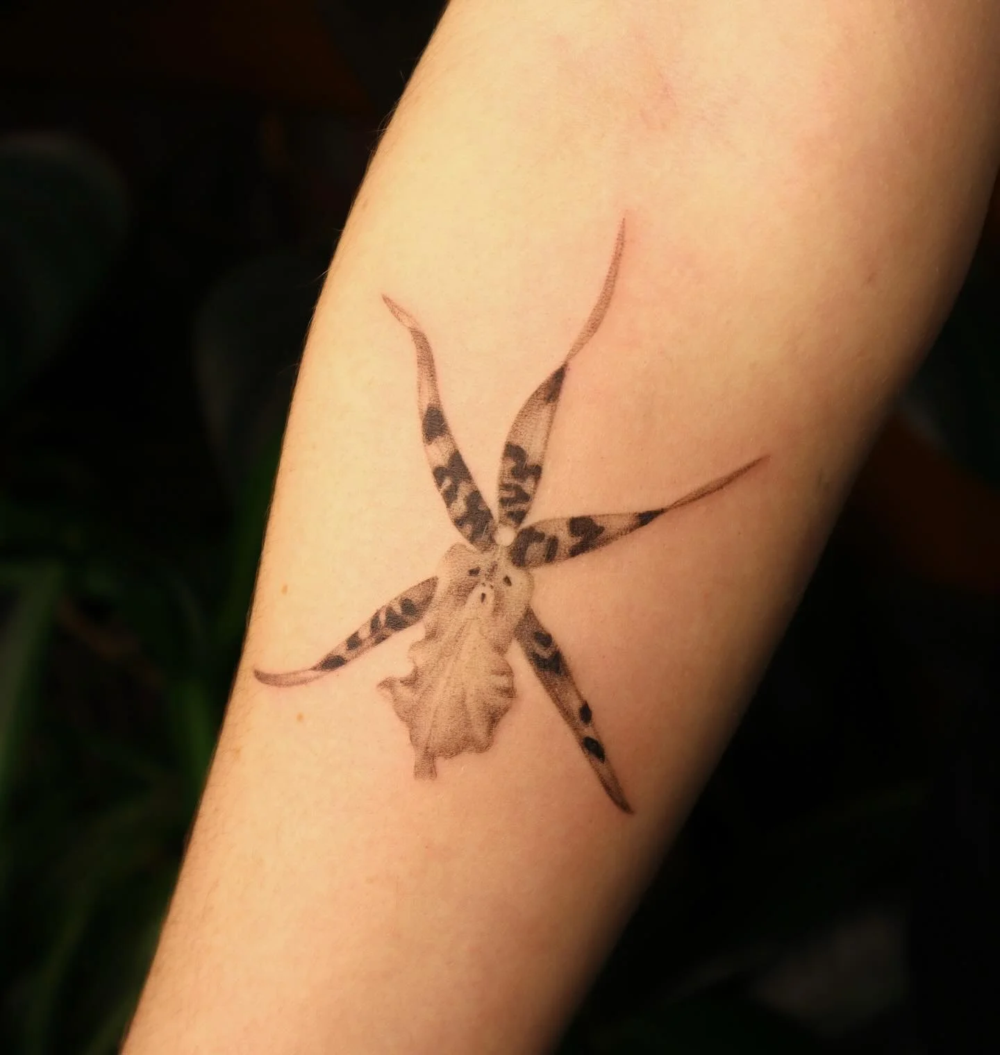 Butter Buds orchid for Lyris ✨