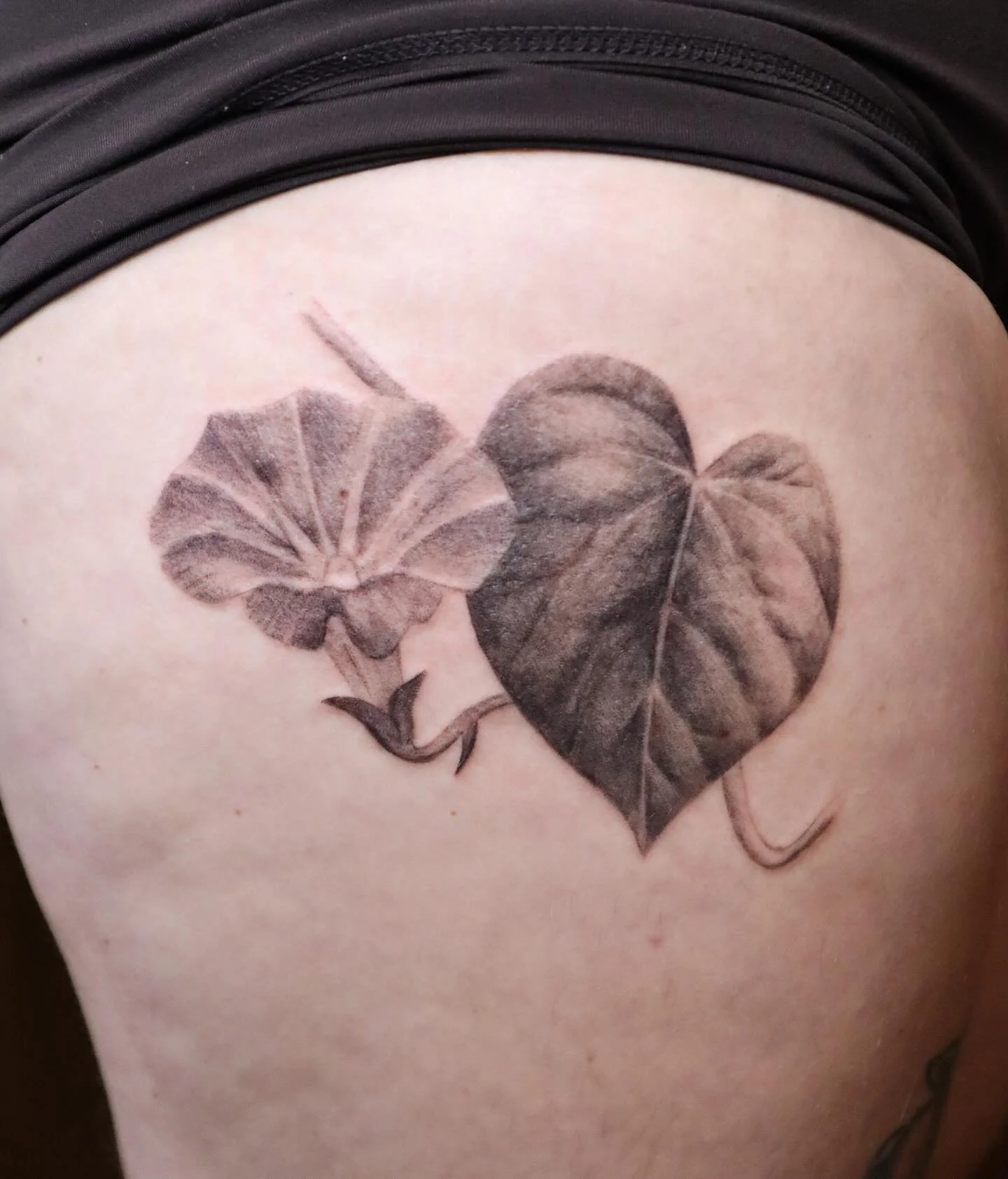 Morning glory for Mary 🖤