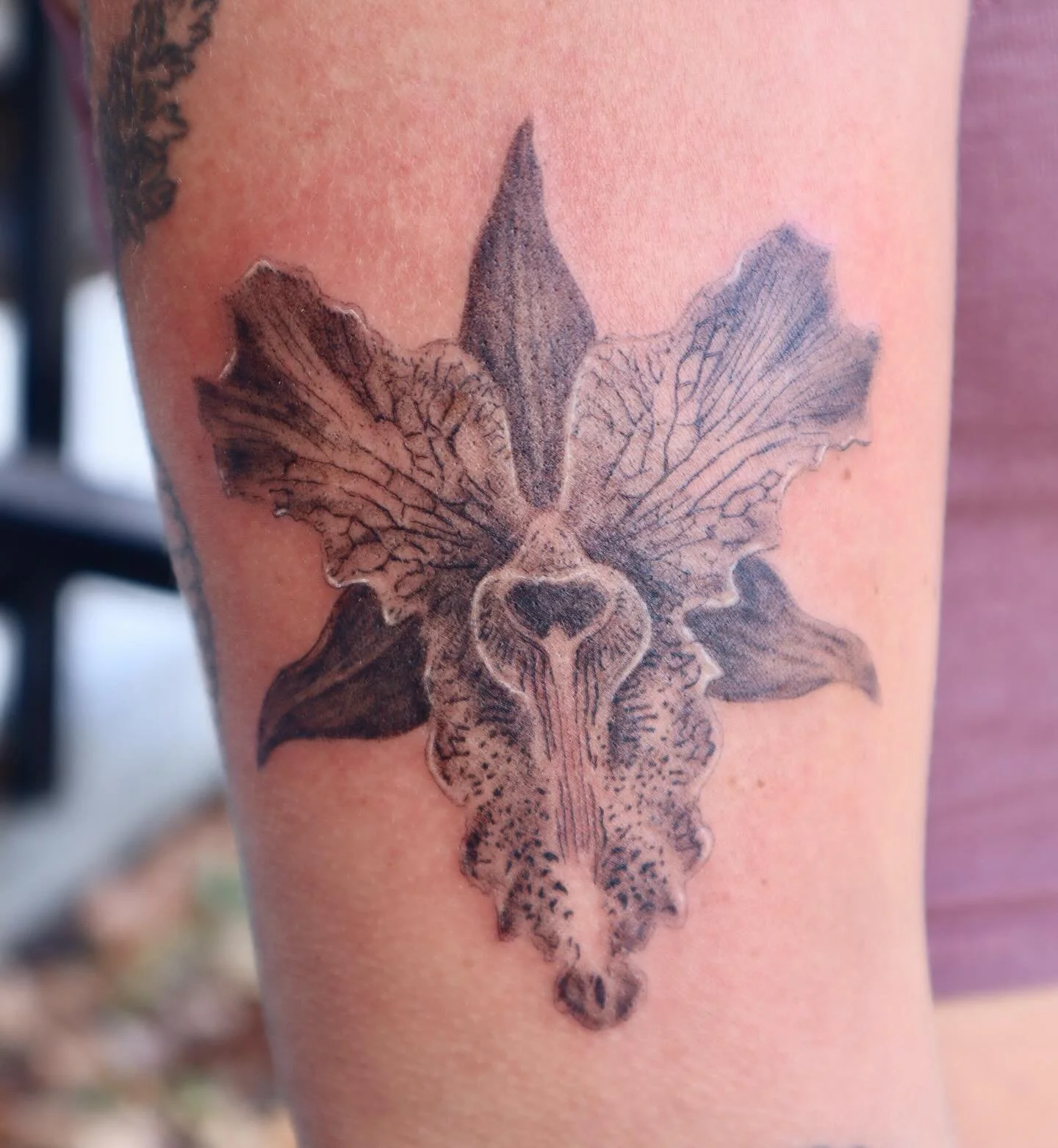 Orchid from my flash for Lily ✨