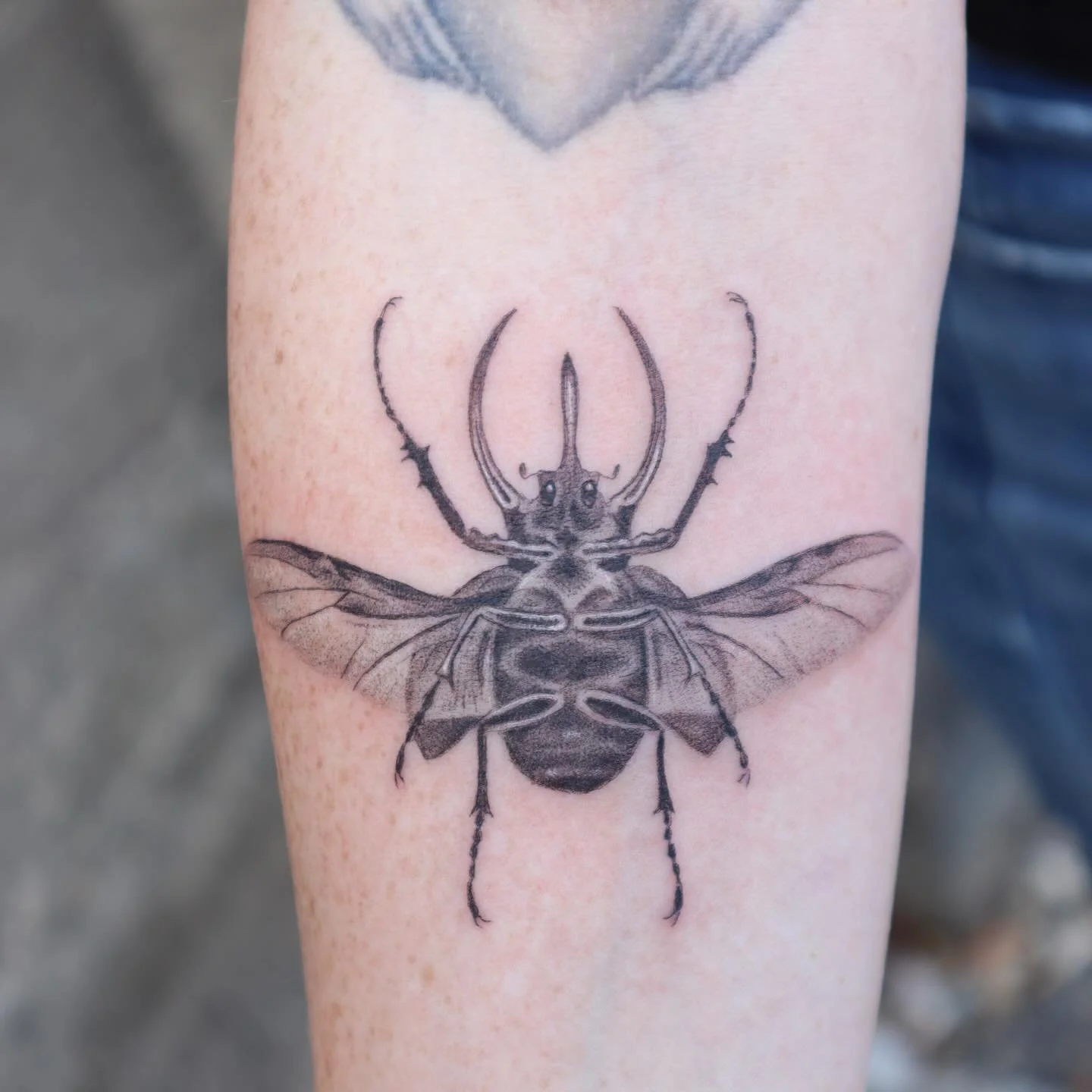 Rhinoceros beetle for Andrea