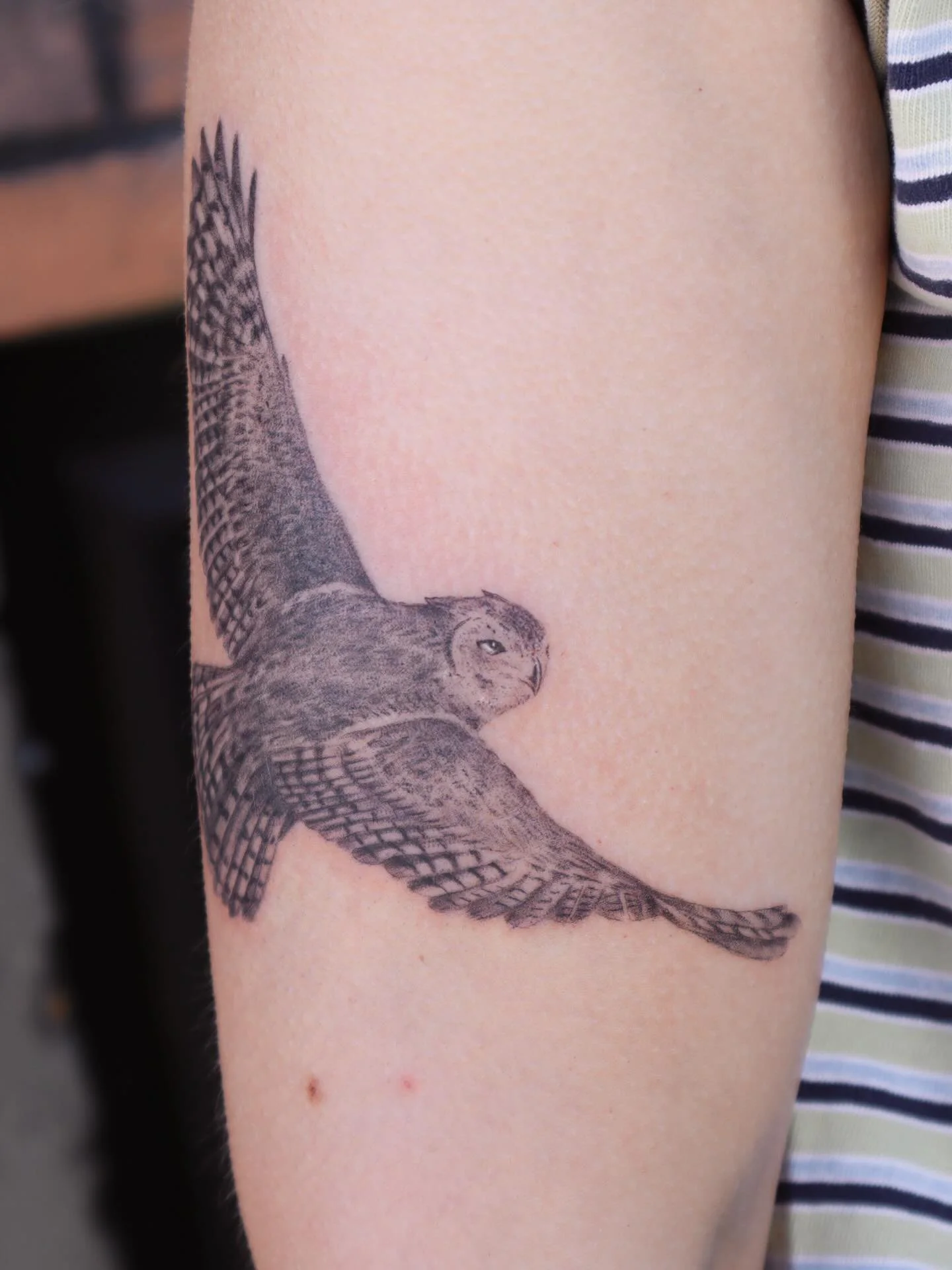 Great horned owl for Iris 🪶