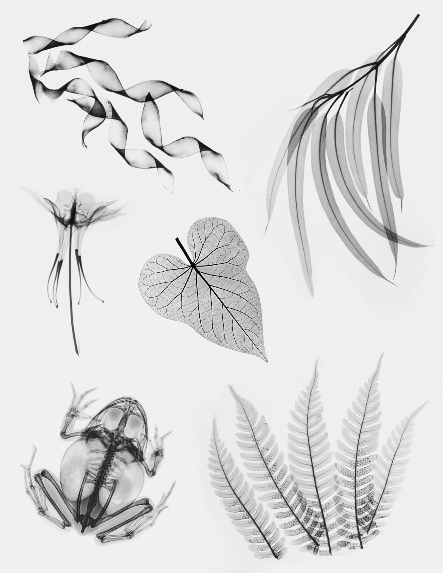 New x-ray flash! Browse &amp; claim on Venue (⛓️ in bi0)