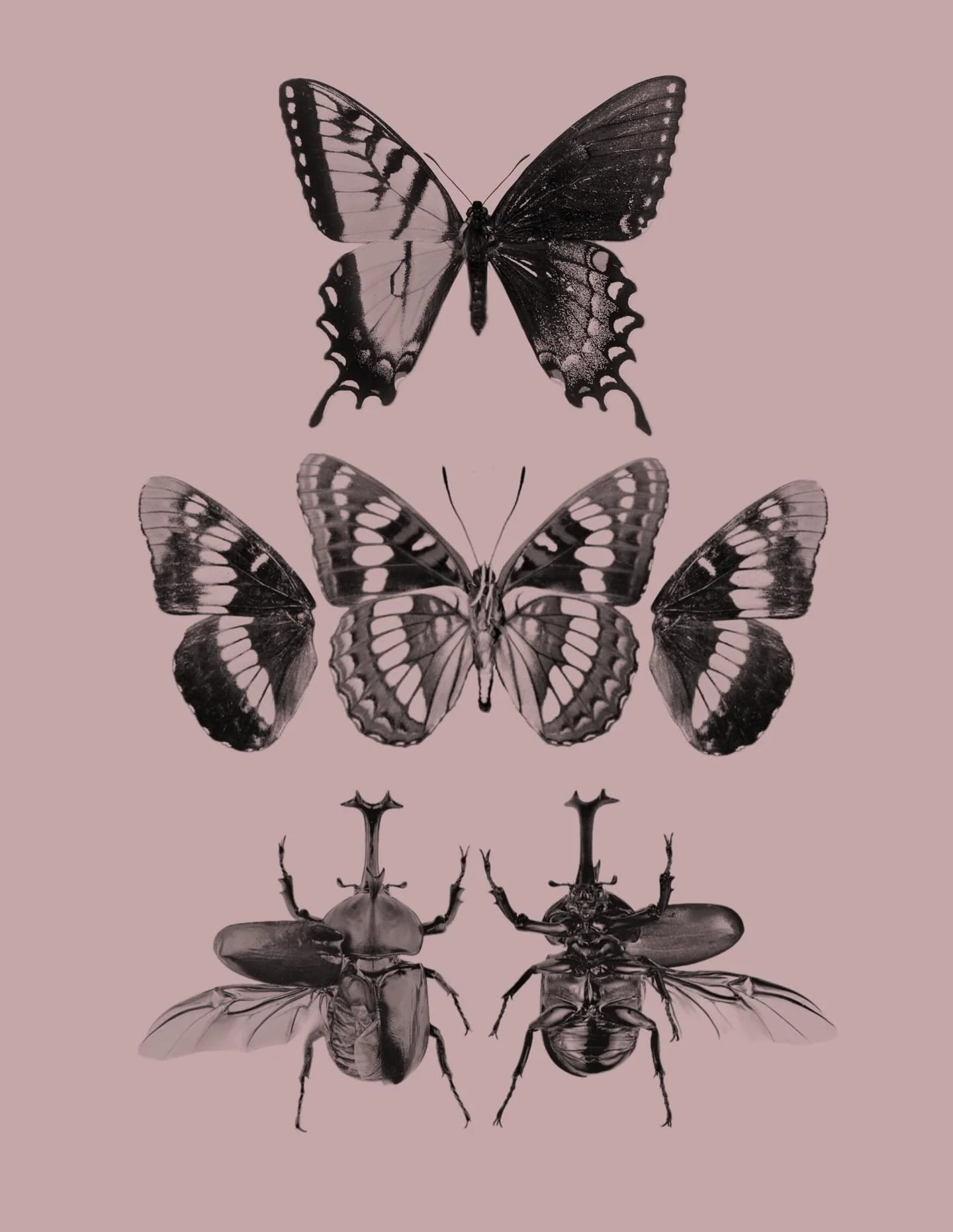 Some new flash for y&rsquo;all!! Plus some placement ideas for your consideration :)

(From top to bottom)
1. Sexually dimorphic Eastern tiger swallowtail
2. Lorquin&rsquo;s admiral, anterior view in center and posterior view of wings on either side.
