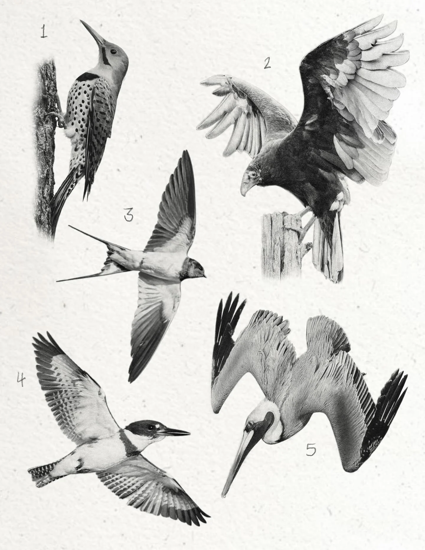 NEW BIRD FLASH

All adapted from photos and ready to be tattooed! View full size and price break down, see which pieces are still available, and book on Venue! (&ldquo;Booking&rdquo; link in my bio)

1. Northern flicker, 4&rdquo; min, $350
2. Turkey 