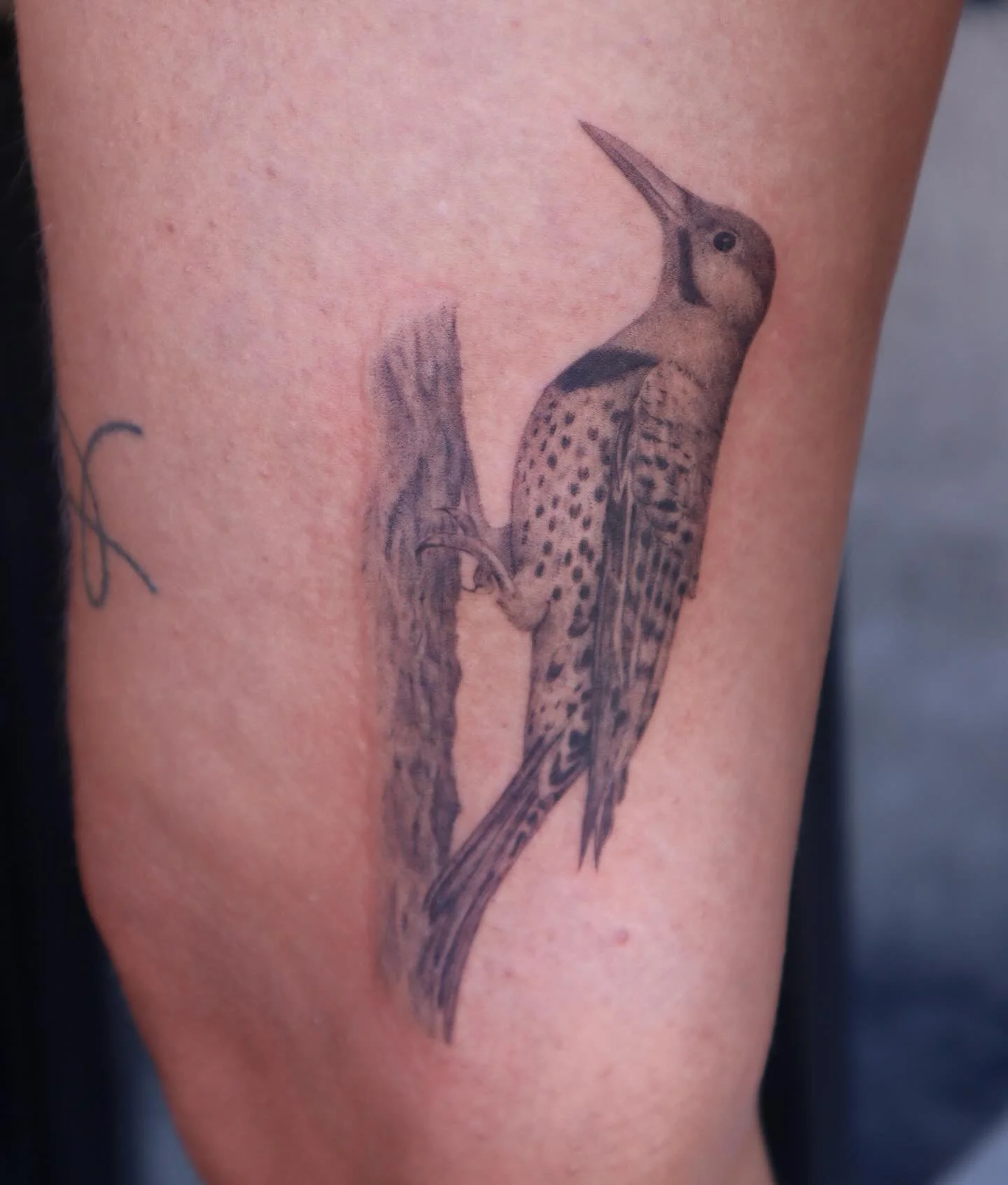 Northern flicker from my latest flash for CJ ✨