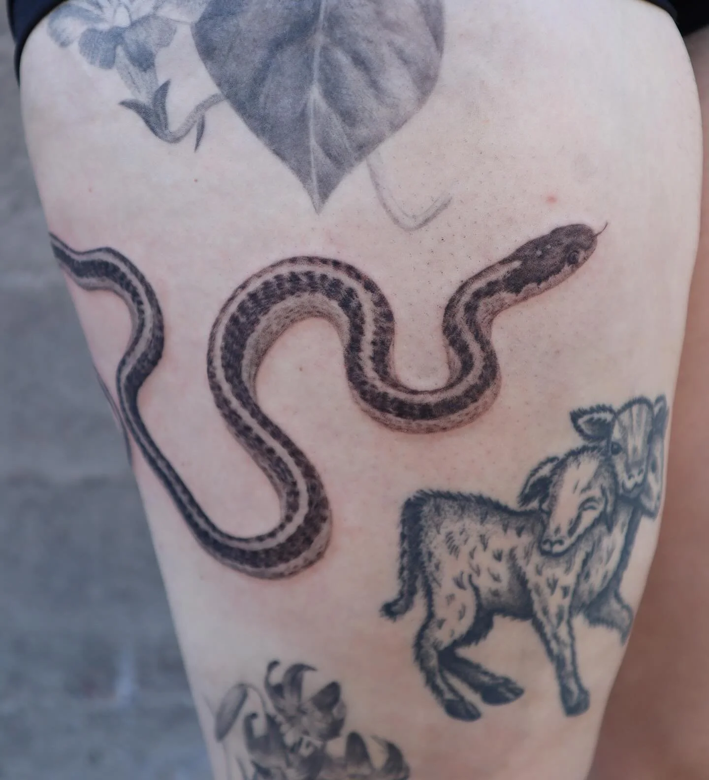 Garter snake for Mary as part of our ongoing bodywork for tattoo trade. Thank you Mary! Loved making this tattoo. Above a healed tiger lily and below a healed morning glory, also by me