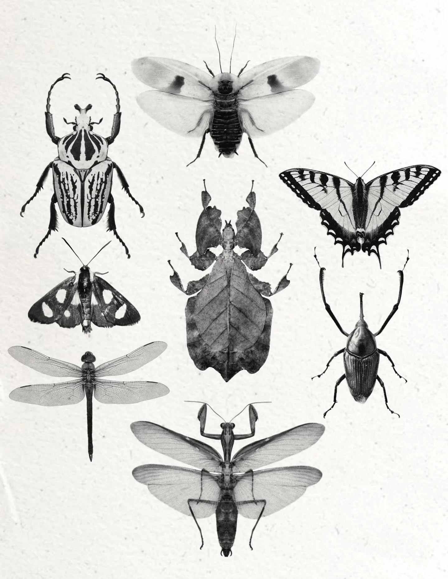 INSECTS

Swipe for their common names! DM me if you wanna know the scientific names of any of these creatures. 

All minimum 4&rdquo; and $350. Would looove to go bigger though! I give good deals on larger work. Remember, I&rsquo;m offering $75 off f
