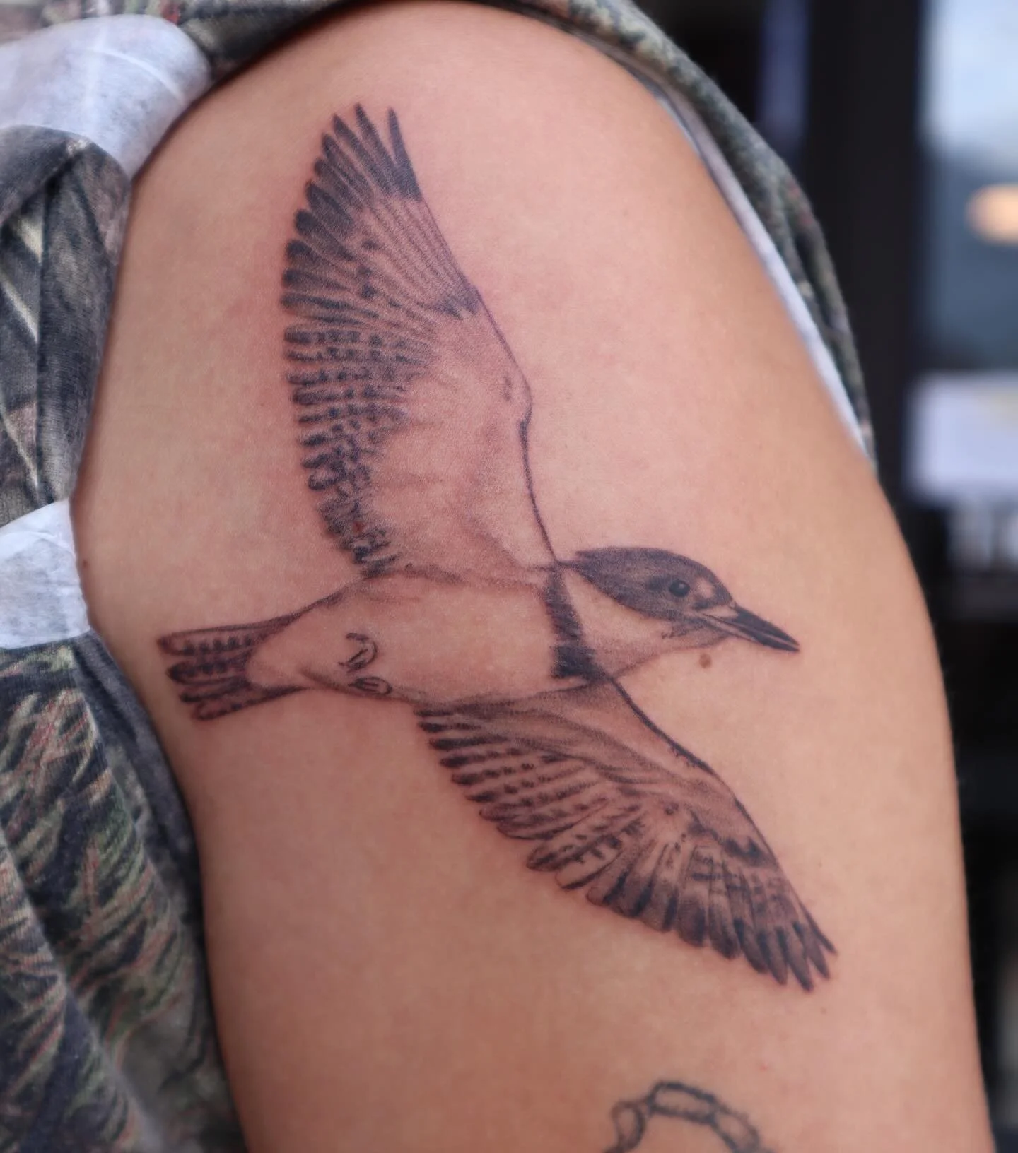 Belted kingfisher, brown pelican, and barn swallow from my bird flash. Thank you all who got tattooed!!