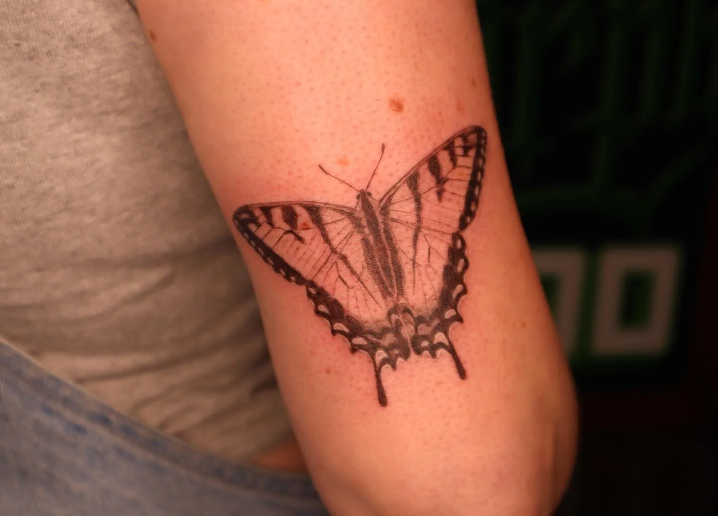 Western tiger swallowtail from my latest insect flash for Brooklyn 💛