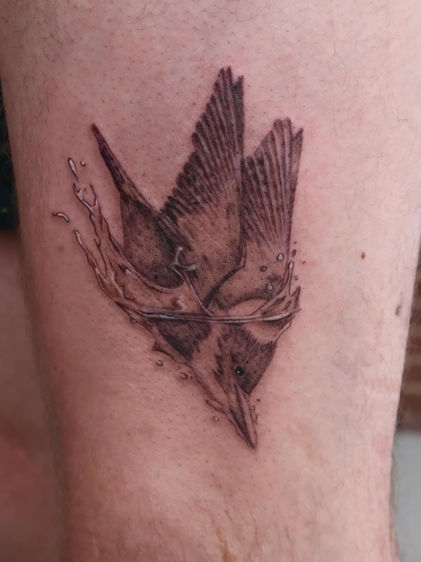 Diving belted kingfisher for Jackson! Thanks for the fun idea!