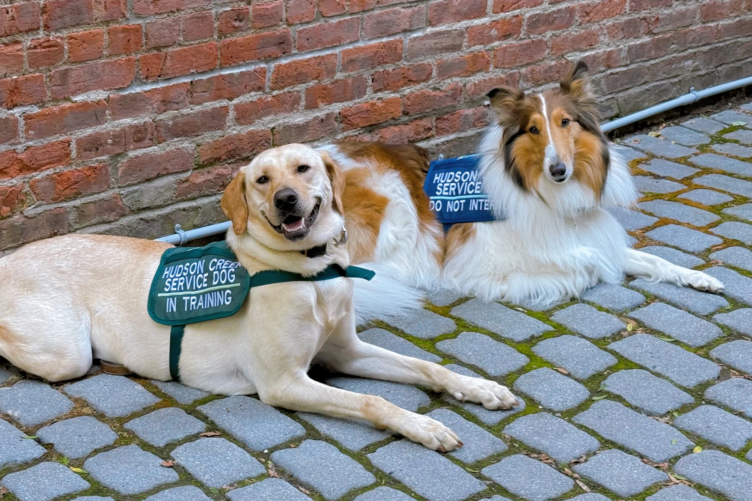 The 4 Best Dog Breeds for Psychiatric Service Dogs