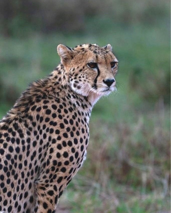 Safari%252BSeries_pc%252BJack%252BGodwin_02.jpg