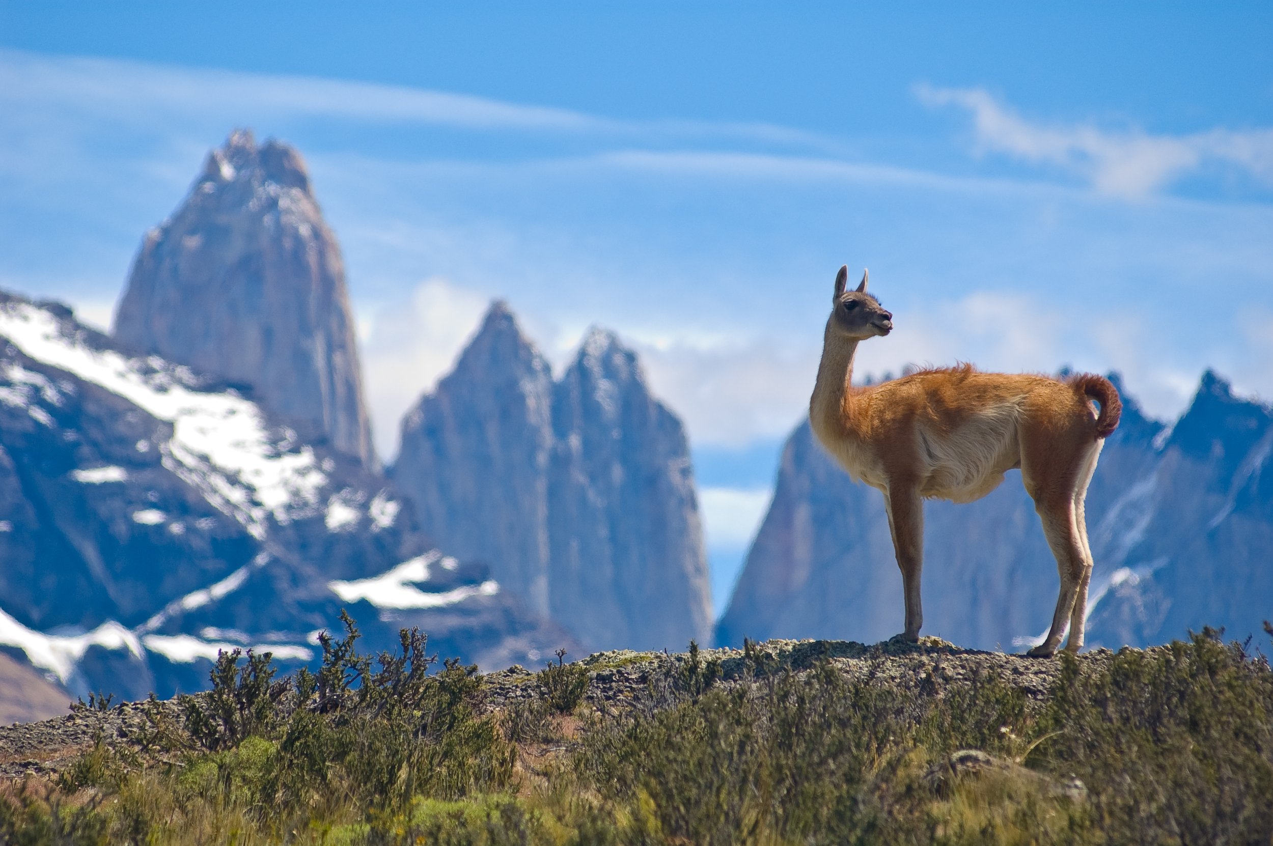 Guanaco-Torres del Paine-Patagonia_14121091.jpg