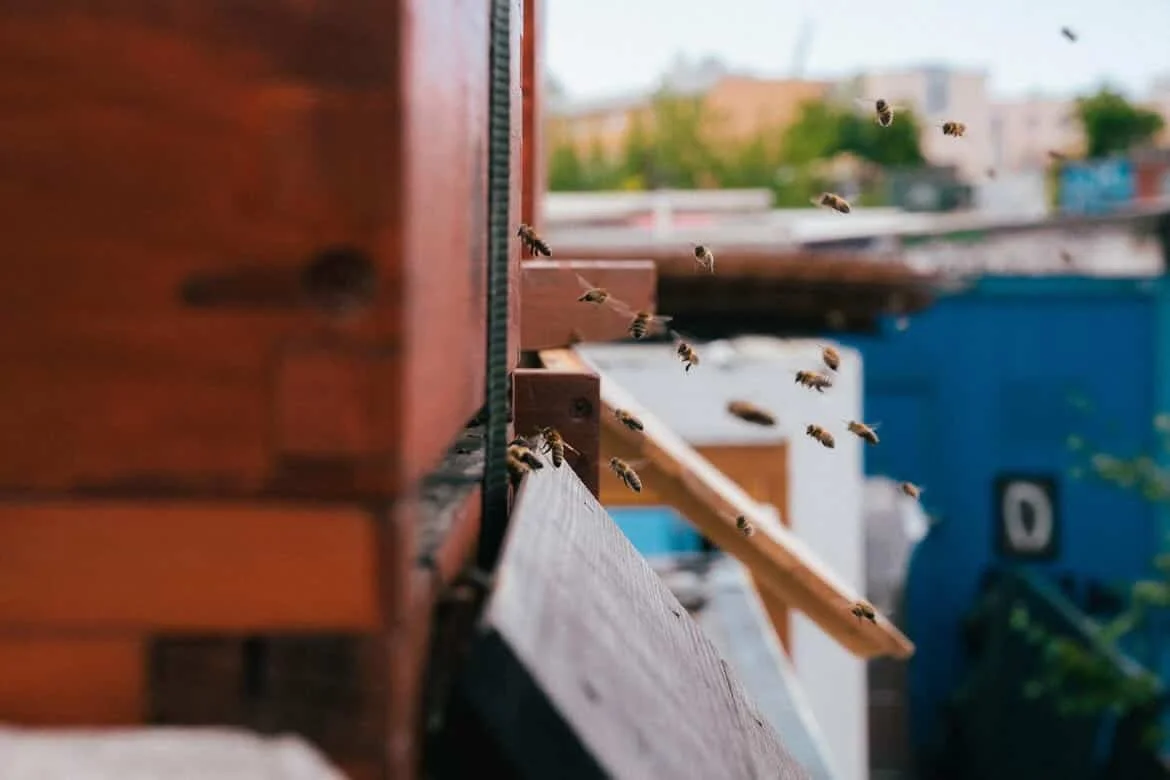 Bahnwärter bees: Munich’s unlikely rooftop beekeepers