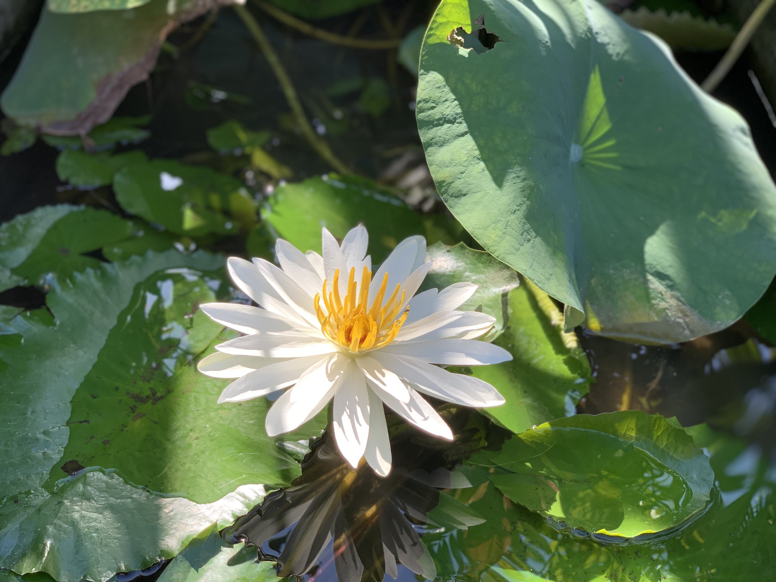 lotus symbolise buddism mindfulness and purity