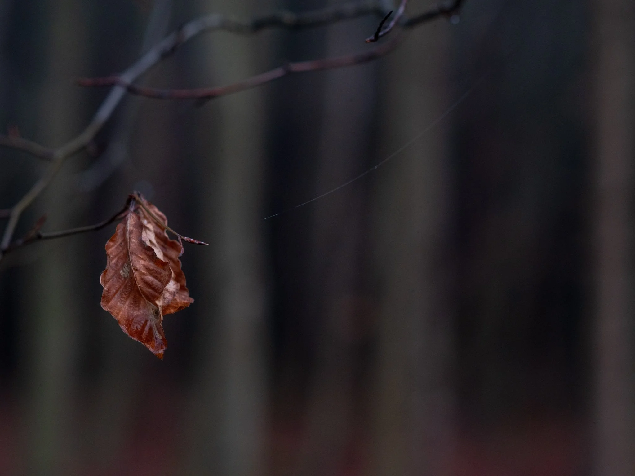 Zum Yule-Fest: Die Blattstille