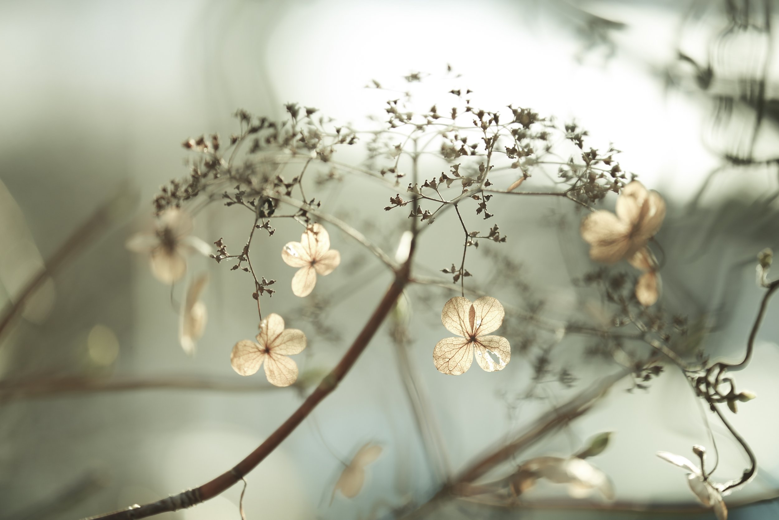 Der Bräutigam des Todes –                                       Haltung im Angesicht der Endlichkeit