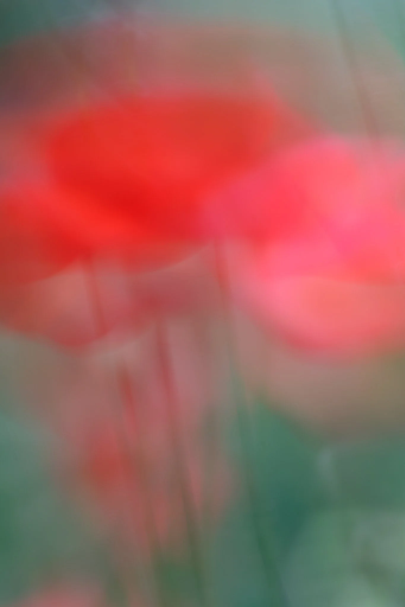 DSCF9208.jpg