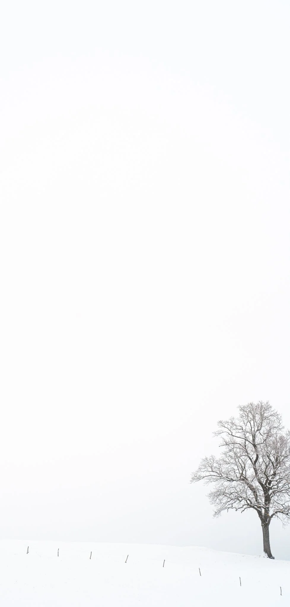 Einzelbaum im Weißraum